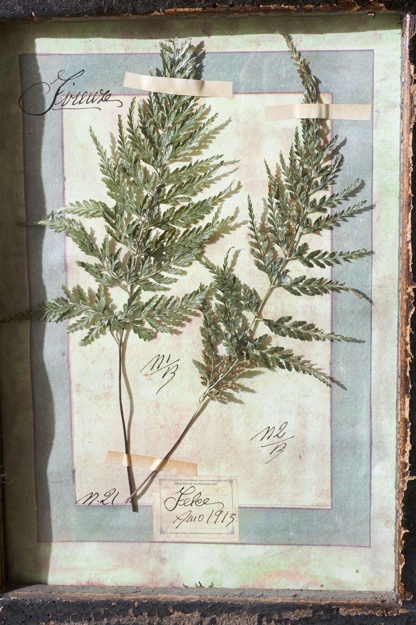 Glass Large Italian Herbarium Plant study frame - No 2