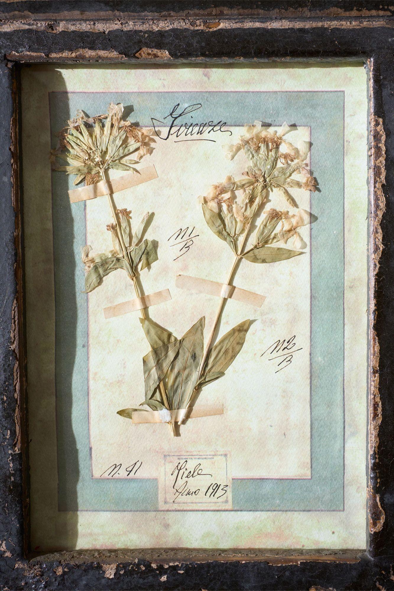 Large Italian Herbarium Plant study frame - No 2 1