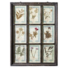 Grand cadre d'étude italien pour plantes d'herbarium - No 2
