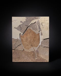 Large Ivy Leaf Fossil in Aesthetic Matrix, 50 Million Years Old