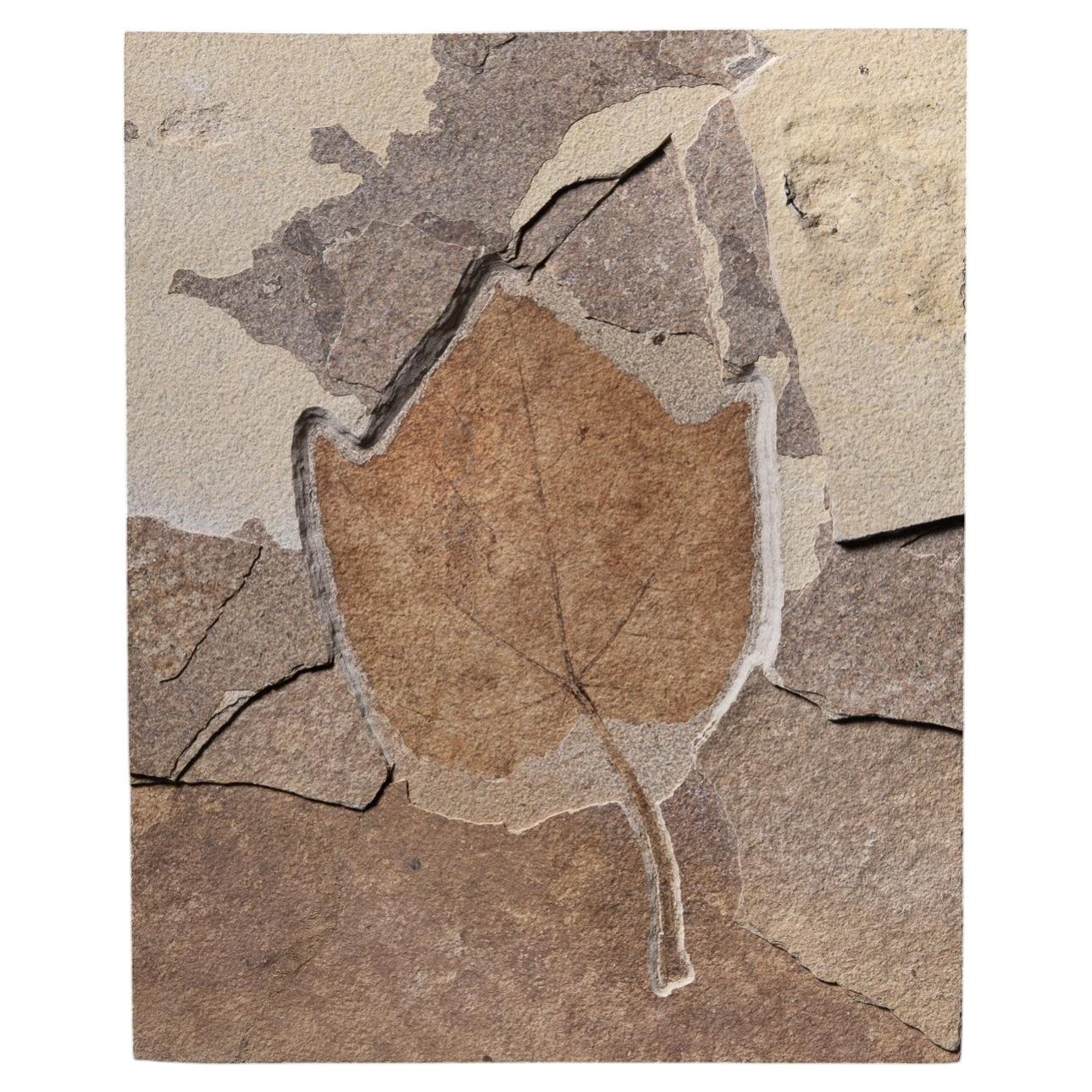 Large Ivy Leaf Fossil in Aesthetic Matrix, 50 Million Years Old For Sale