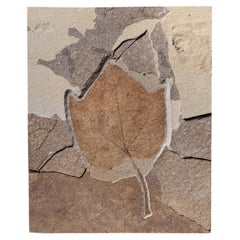 Large Ivy Leaf Fossil in Aesthetic Matrix, 50 Million Years Old