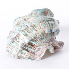 Large Jade Turbo Marmoratus Shell