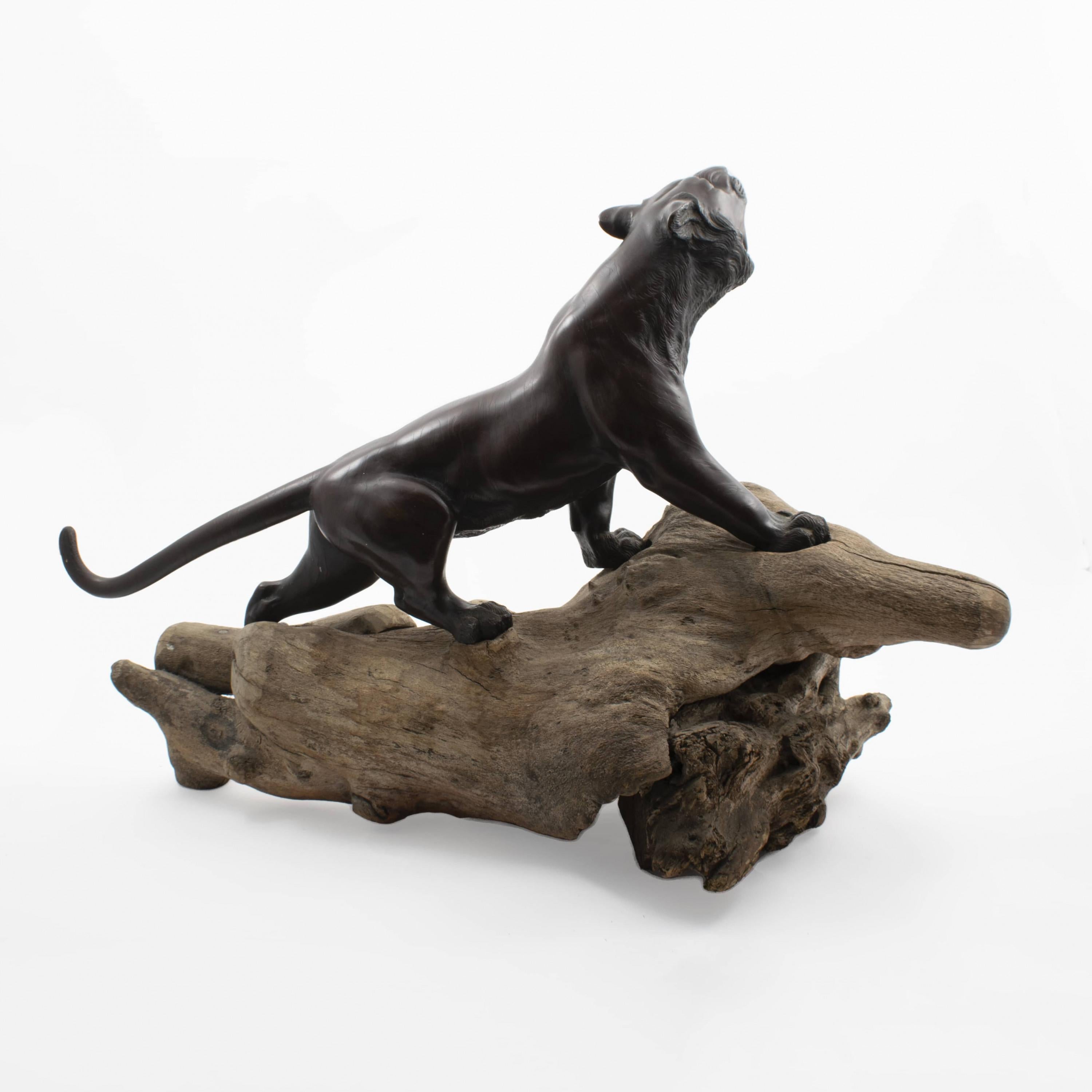 Meiji Large Japanese Tiger in Patinated Bronze, Signed. MEIJI / TAISHO For Sale