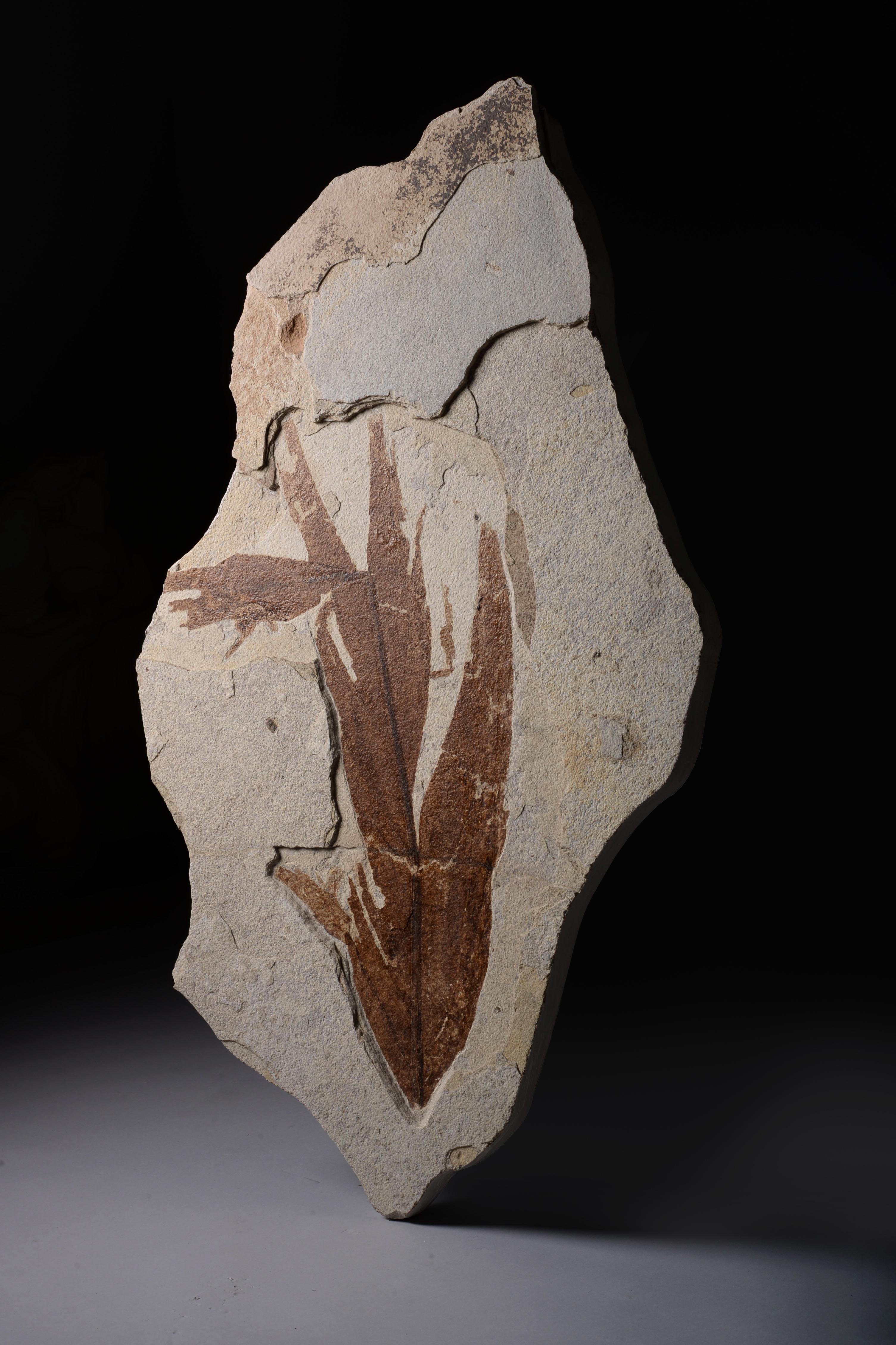 A large and beautifully preserved fossilised leaf from the Green River formation, a site which has brought forth some of the best-preserved fossilised vegetation in the world. This example is elegantly composed and entirely natural.

With bracket at