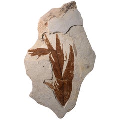 Großes Blatt Fossil aus der Formation des grünen Flusses