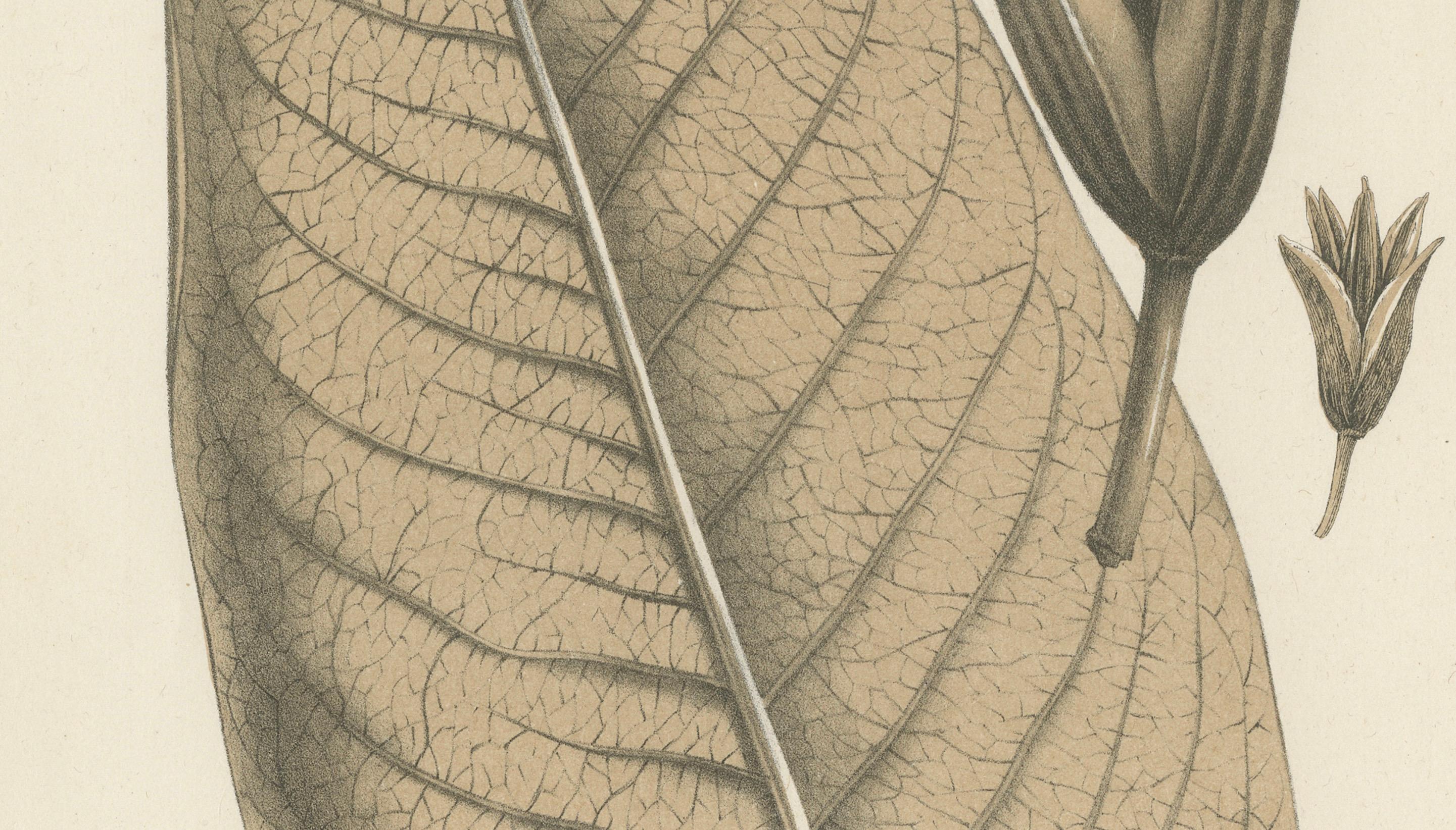 Großblattige botanische Rhododendron-Illustration von Louis van Houtte, 19. Jahrhundert

Diese Illustration zeigt *Rhododendron macrocarpum*, gemeinhin als großblättriger Rhododendron bekannt, und zeigt das auffällige Laub und die ungeöffneten