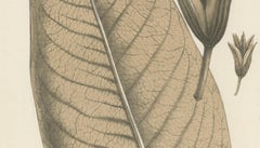 Large-Leaf Rhododendron Botanical Illustration by Louis van Houtte, 19th Century