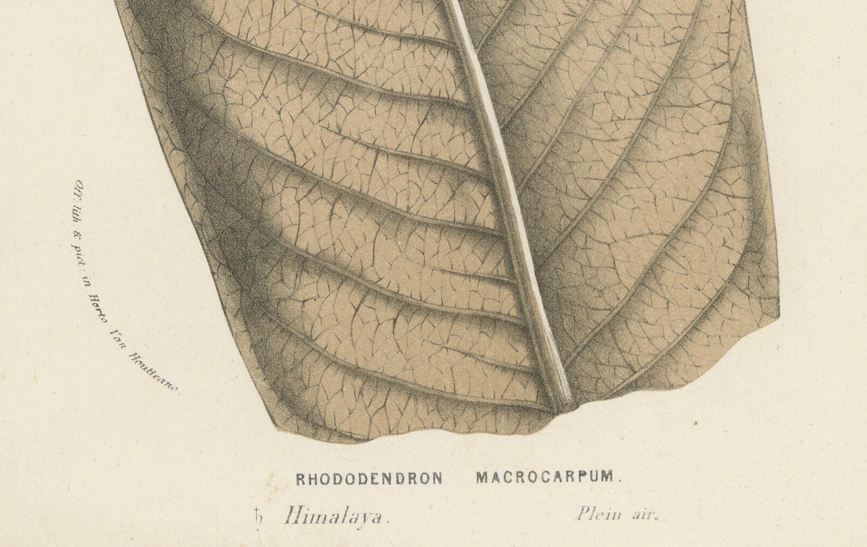 Großblattige botanische Rhododendron-Illustration von Louis van Houtte, 19. Jahrhundert im Zustand „Gut“ im Angebot in Langweer, NL