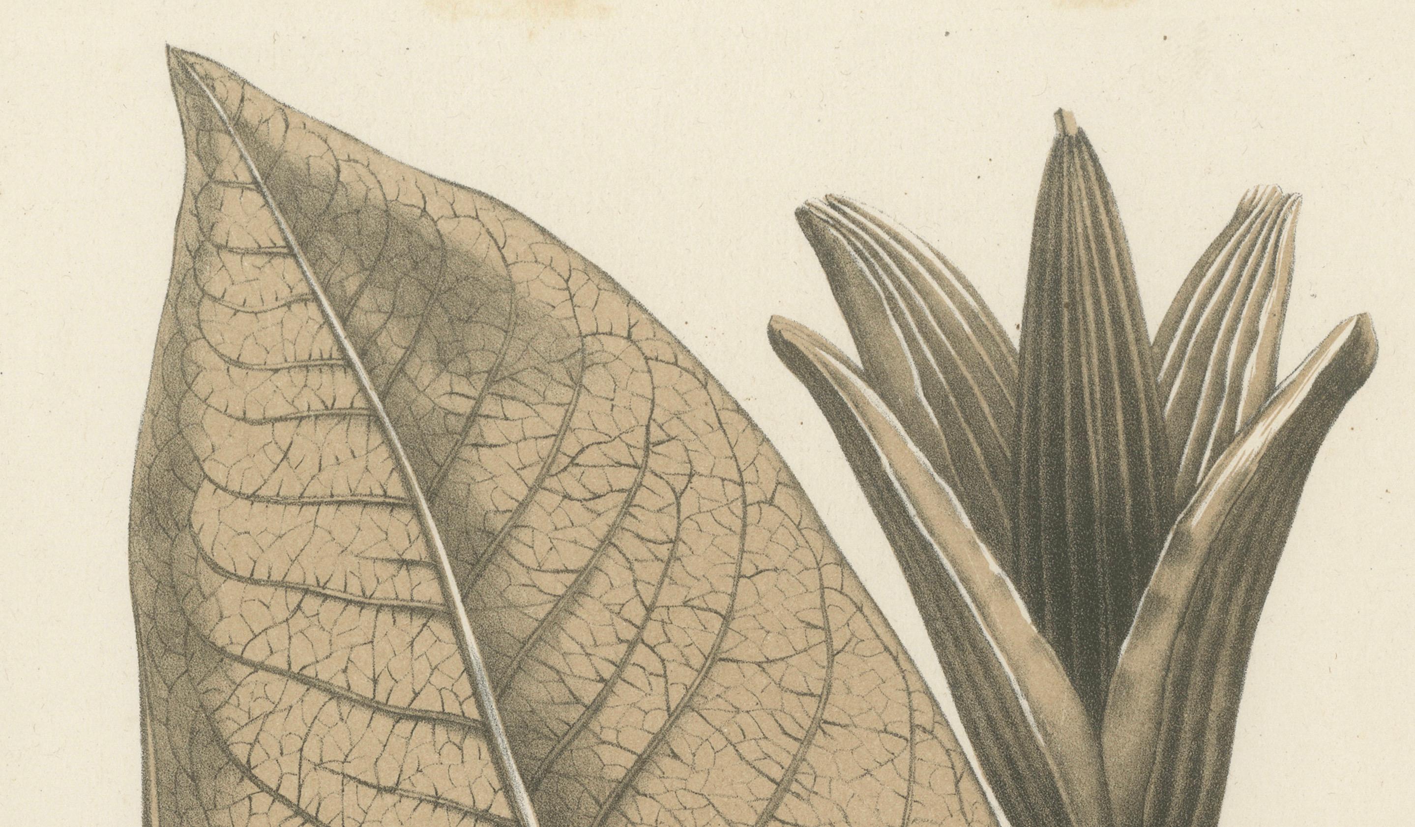 Großblattige botanische Rhododendron-Illustration von Louis van Houtte, 19. Jahrhundert (Mittleres 19. Jahrhundert) im Angebot