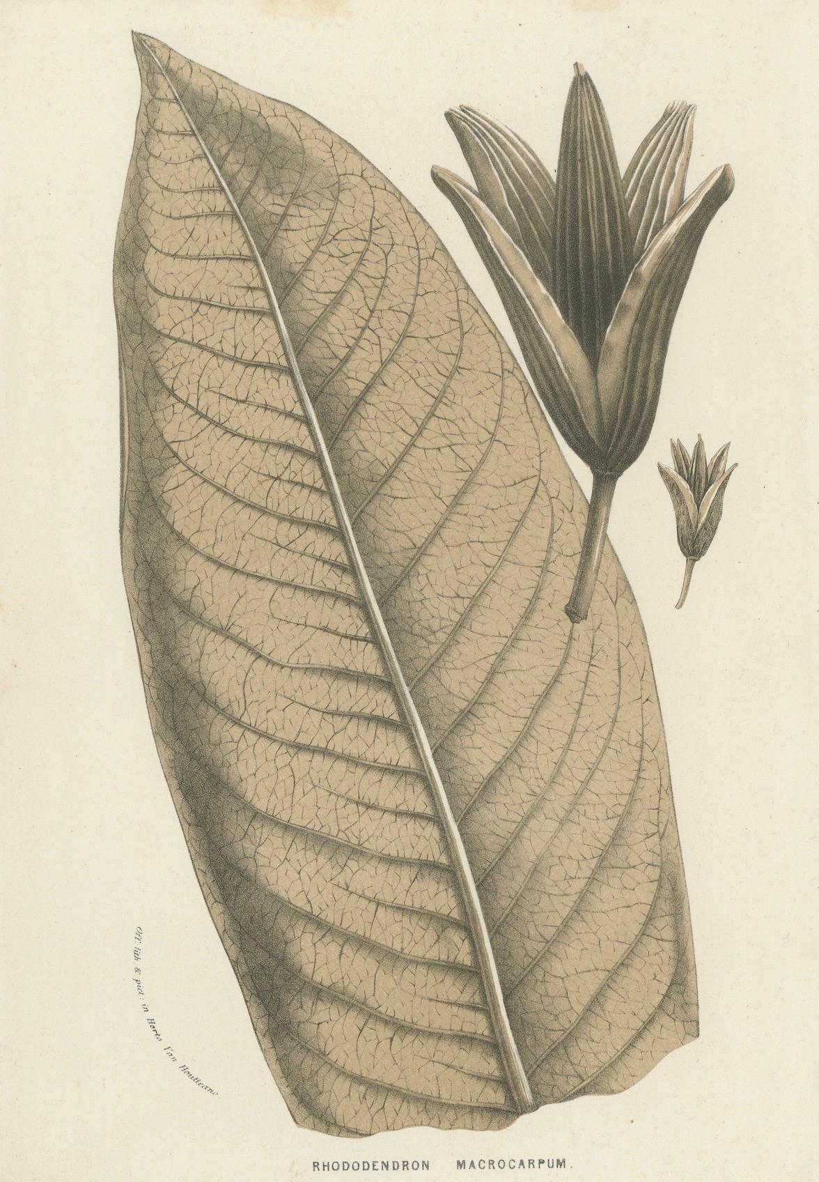 Großblattige botanische Rhododendron-Illustration von Louis van Houtte, 19. Jahrhundert (Papier) im Angebot