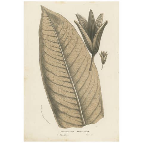 Large-Leaf Rhododendron Botanical Illustration by Louis van Houtte, 19th Century
