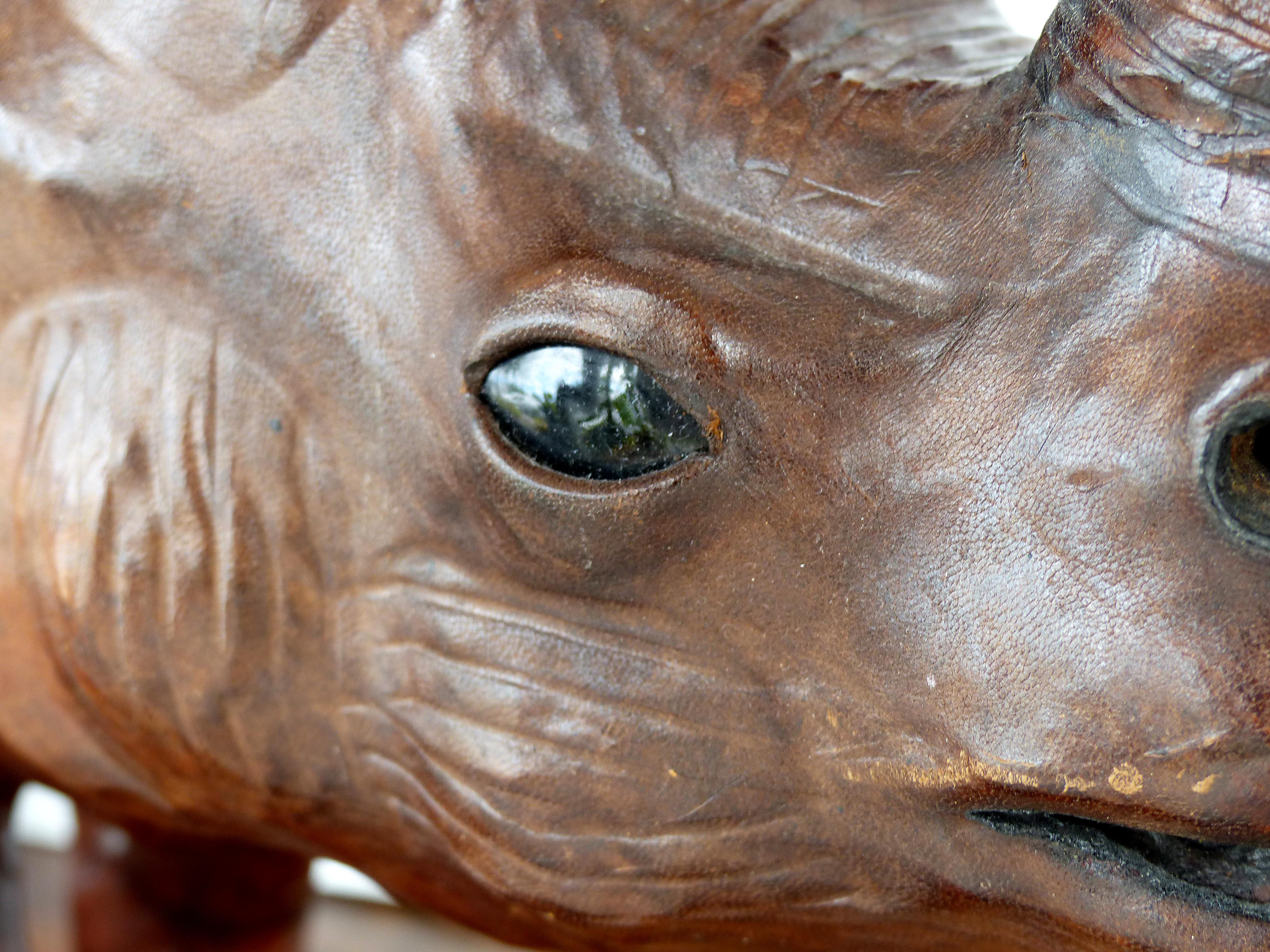 rhinoceros eyes