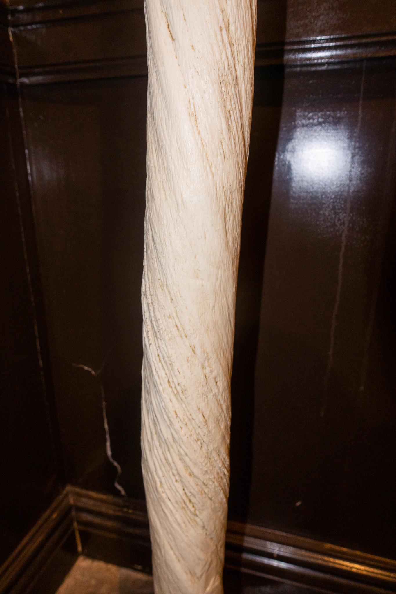 Victorian Large Lifesize Narwhal Tusk Replica