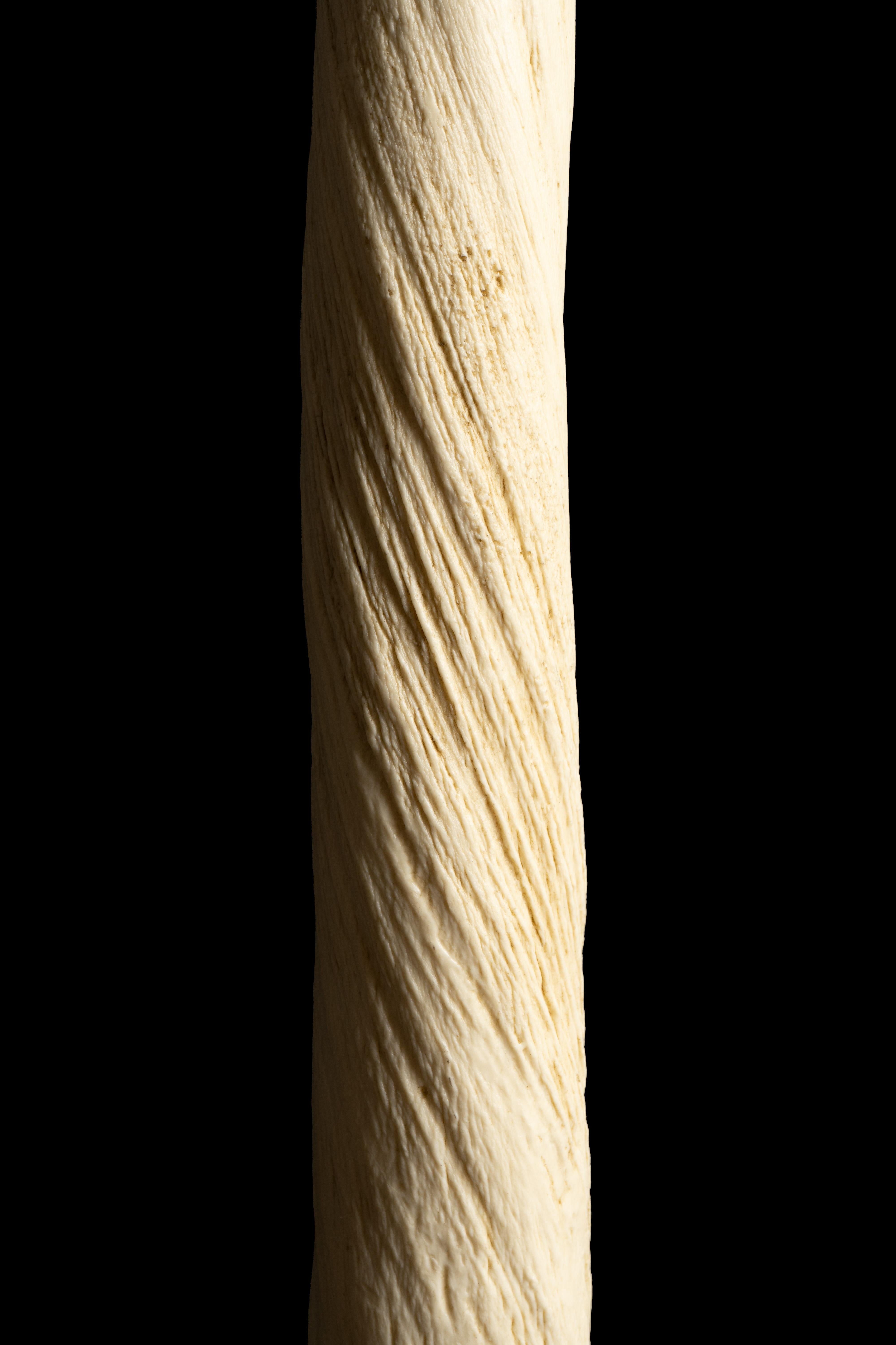 narwhal tusk size