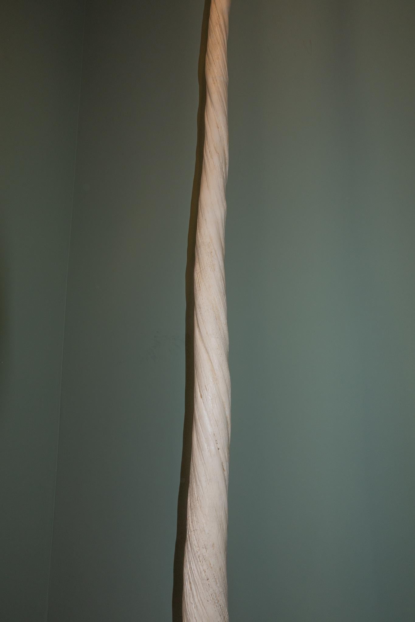REPLICA NARWHAL TUSK 67.25 inches long Cut in Half for Shipping #3775