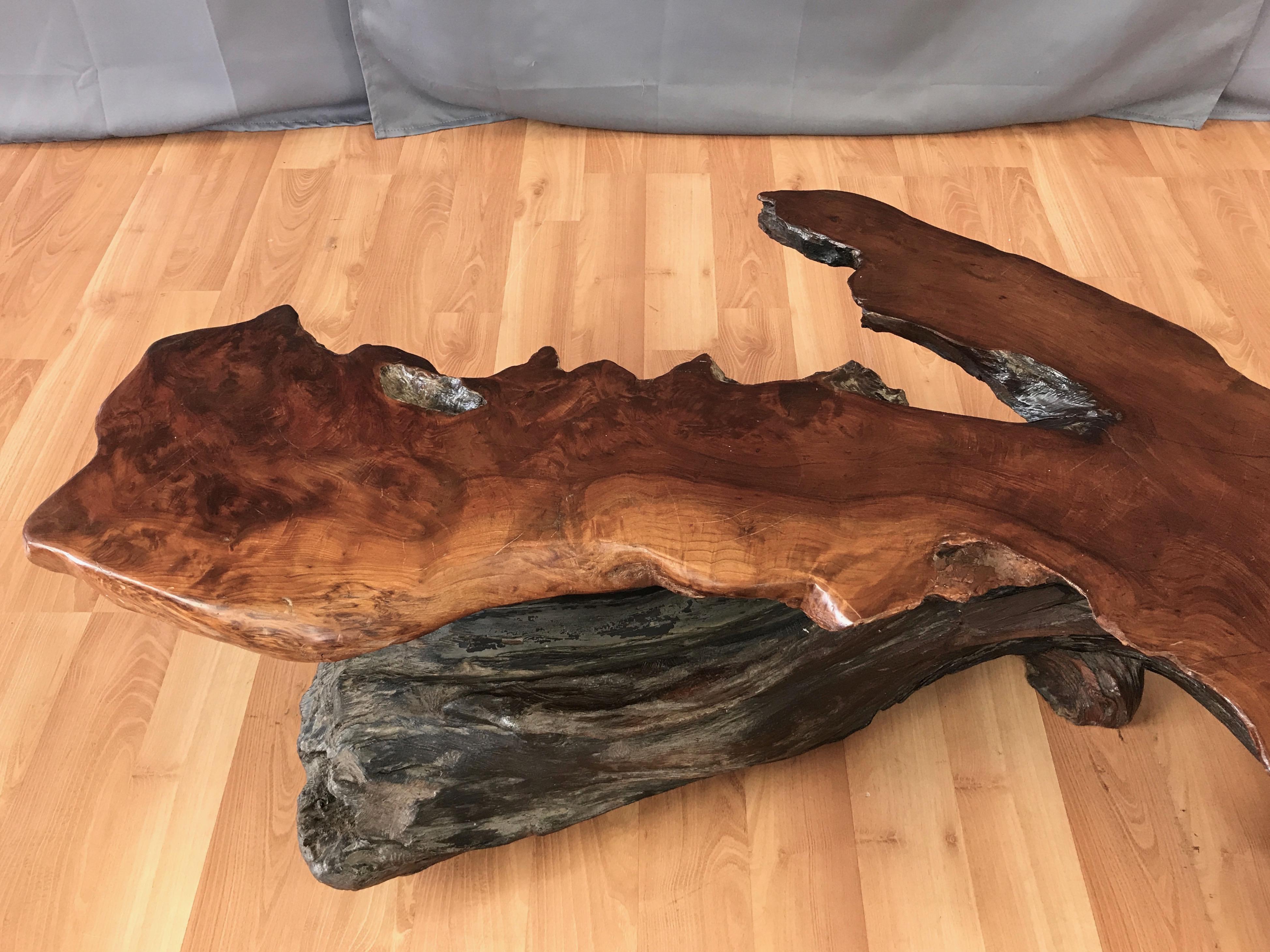 Large Live Edge California Redwood Burl Coffee Table, 1970s 1
