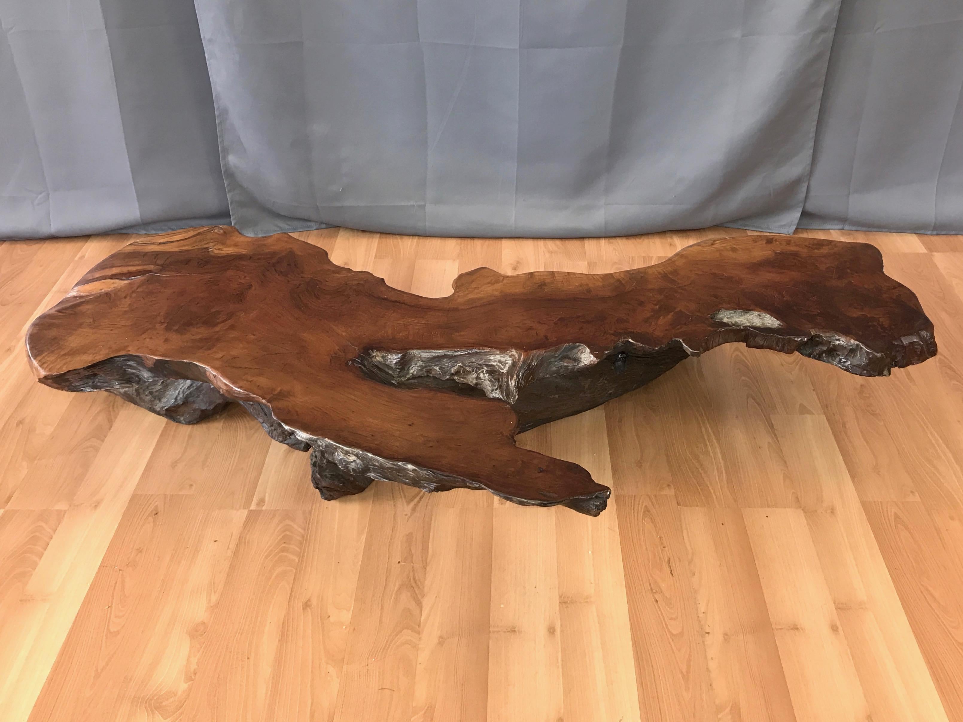 An uncommonly large and well-crafted live edge California redwood burl coffee table with tree root base, circa 1970s.

Two inch-thick slab top has a visually interesting two-pronged elongated shape resembling a narrow peninsula or island, complete
