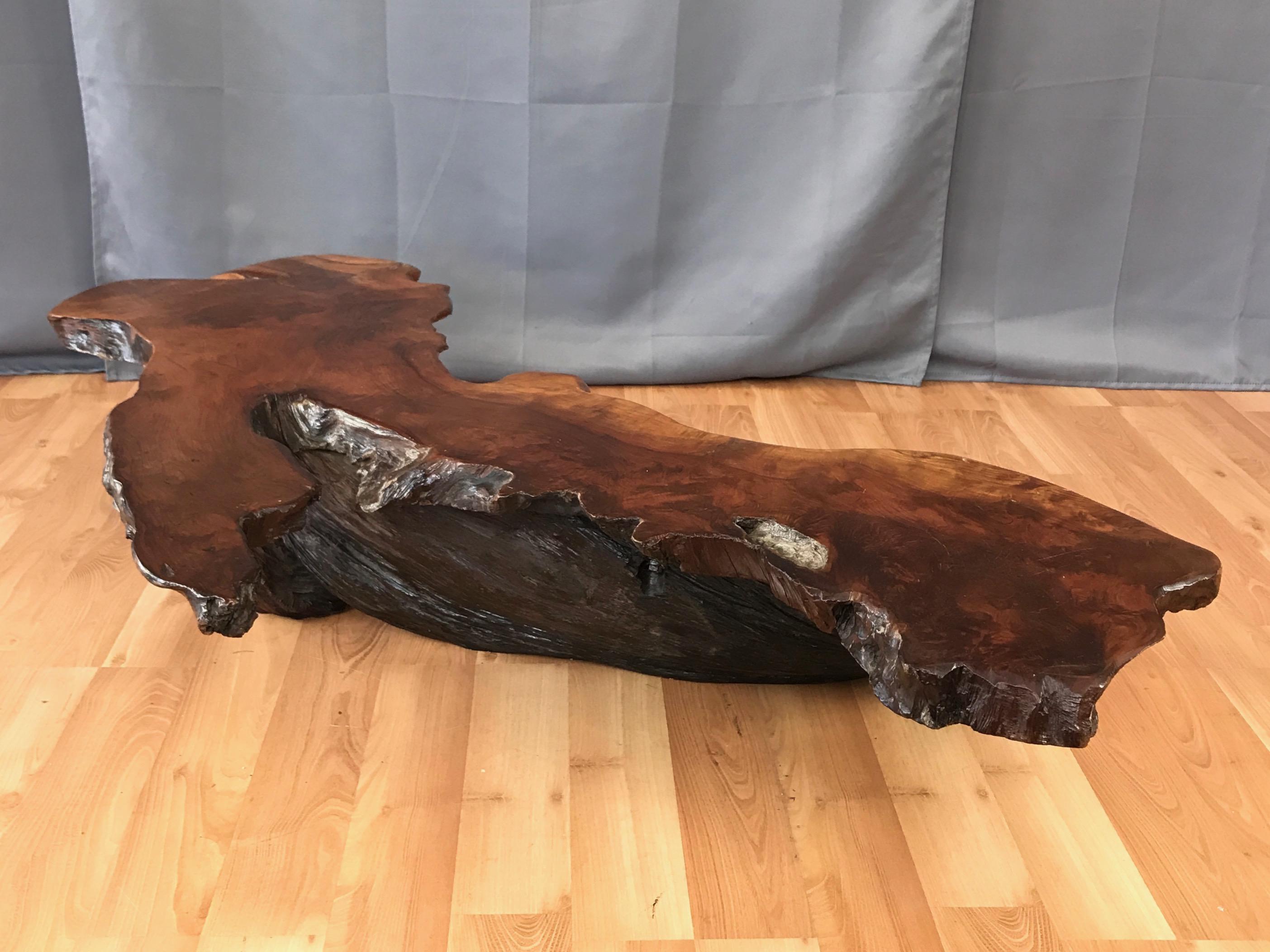 Rustic Large Live Edge California Redwood Burl Coffee Table, 1970s