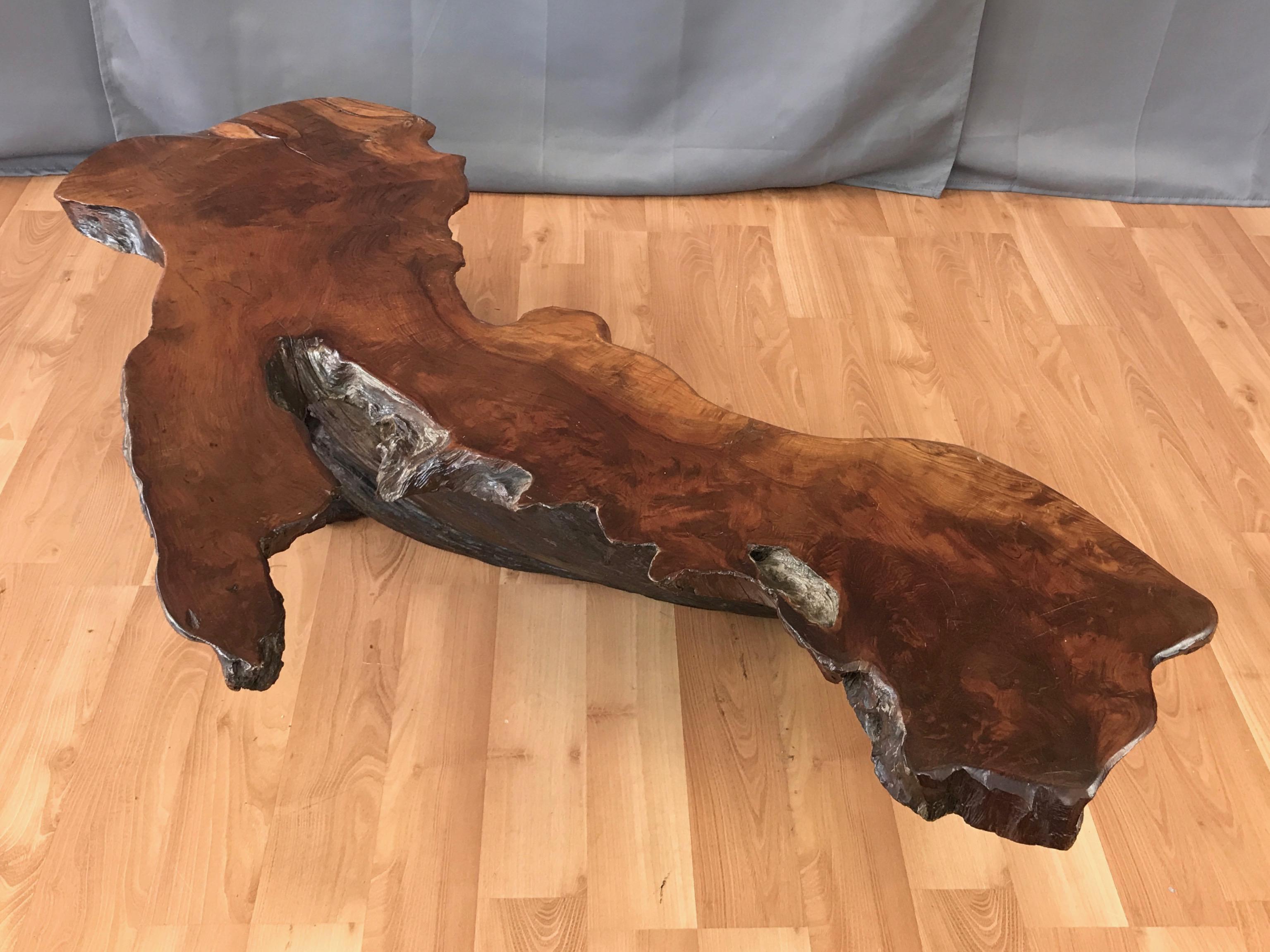 American Large Live Edge California Redwood Burl Coffee Table, 1970s