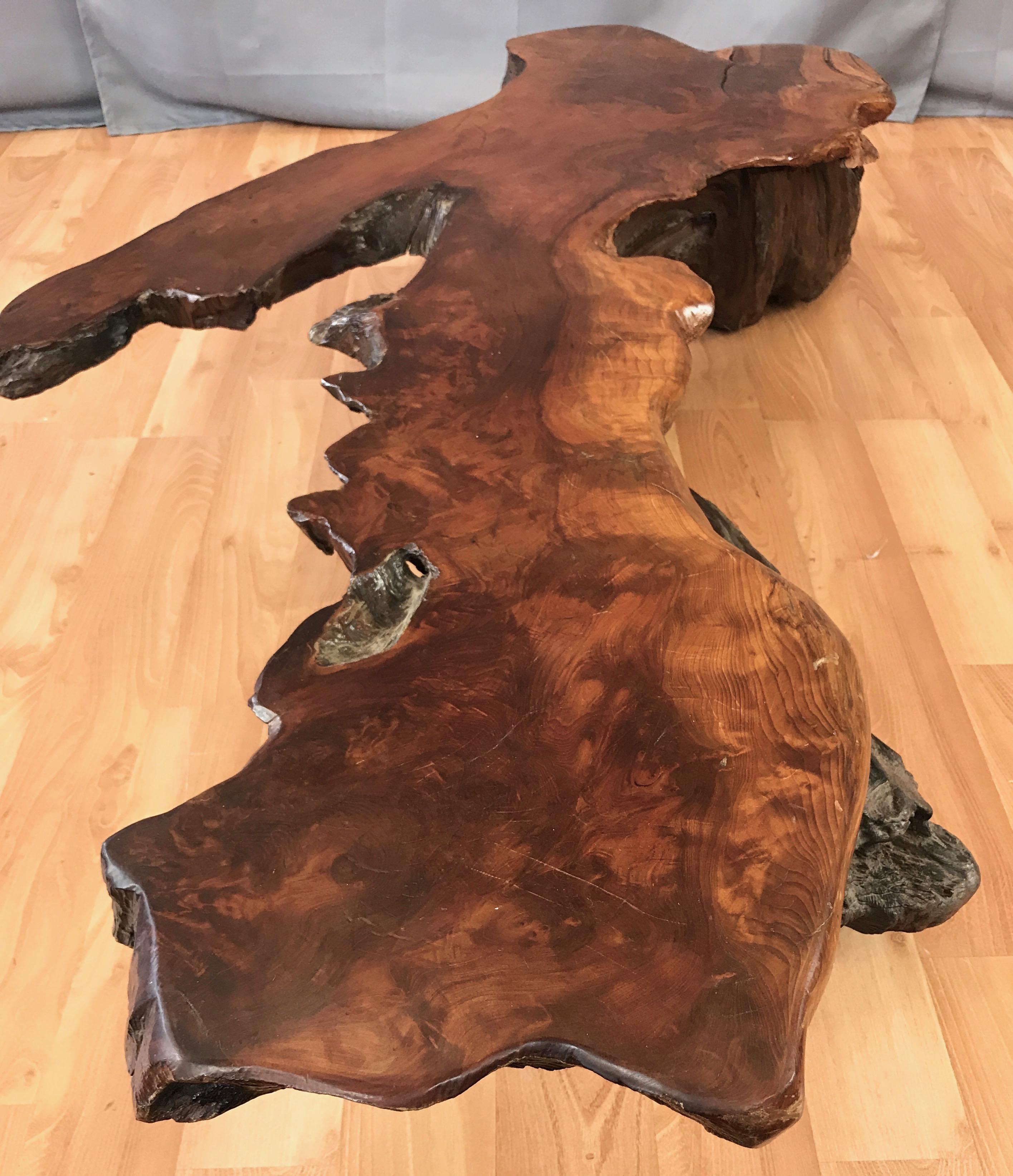 Large Live Edge California Redwood Burl Coffee Table, 1970s In Good Condition In San Francisco, CA