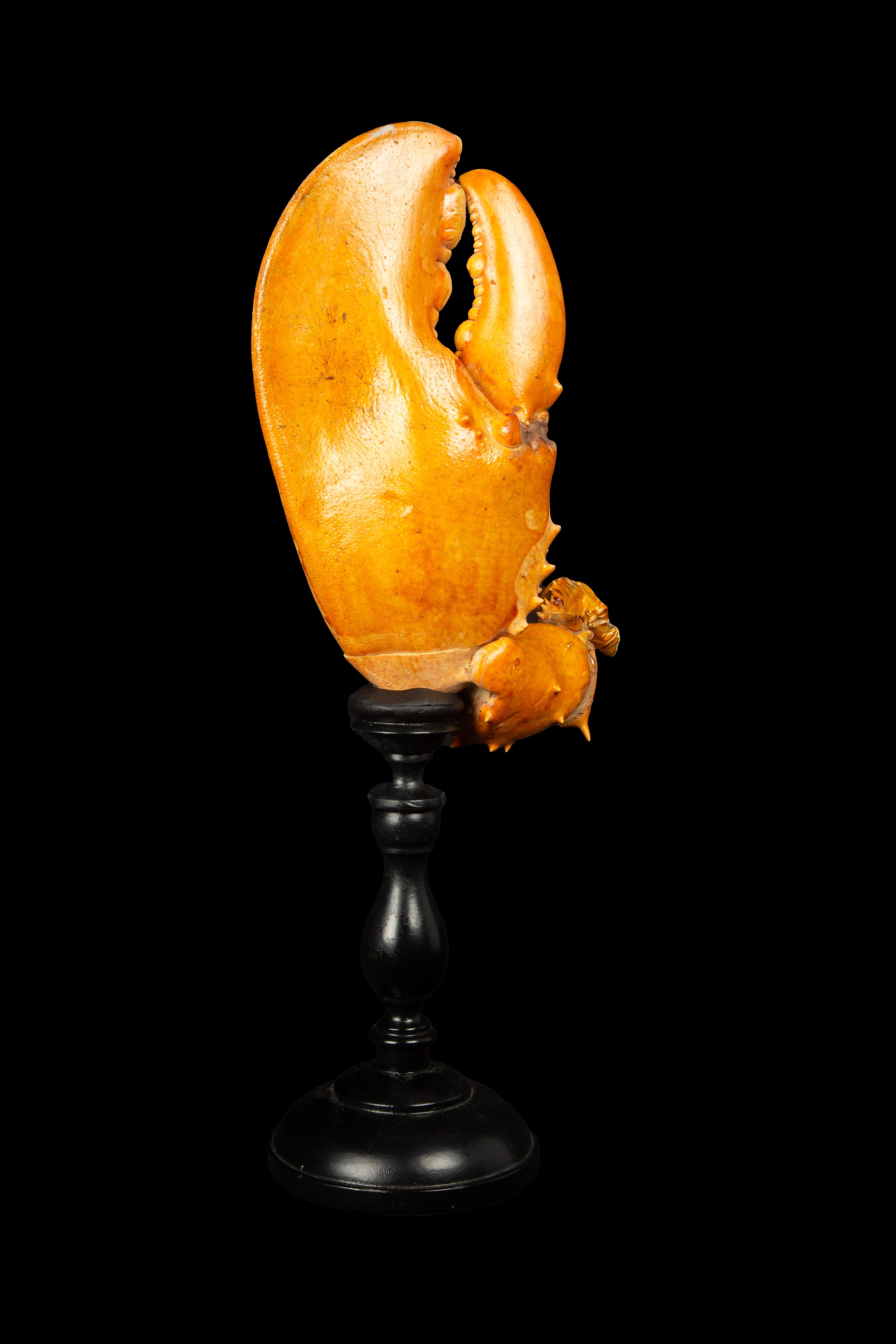 Large mounted lobster claw: Featuring an authentic lobster claw mounted on a hand-turned Italian black base, this artwork exudes elegance and charm. Standing at an impressive height of 17 inches, it showcases the natural beauty and intricate