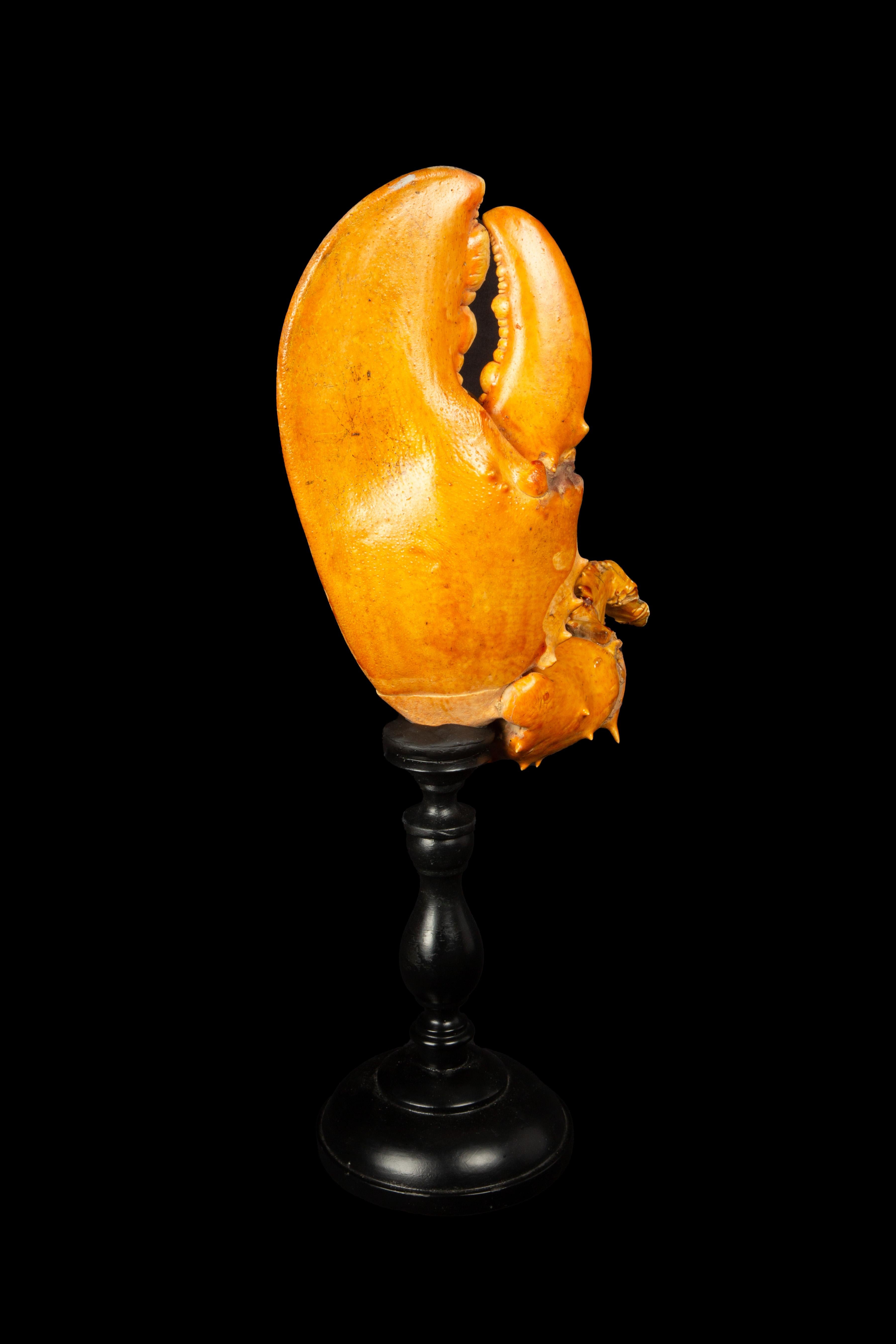 Américain Grande griffe de homard montée sur socle en bois tourné en vente