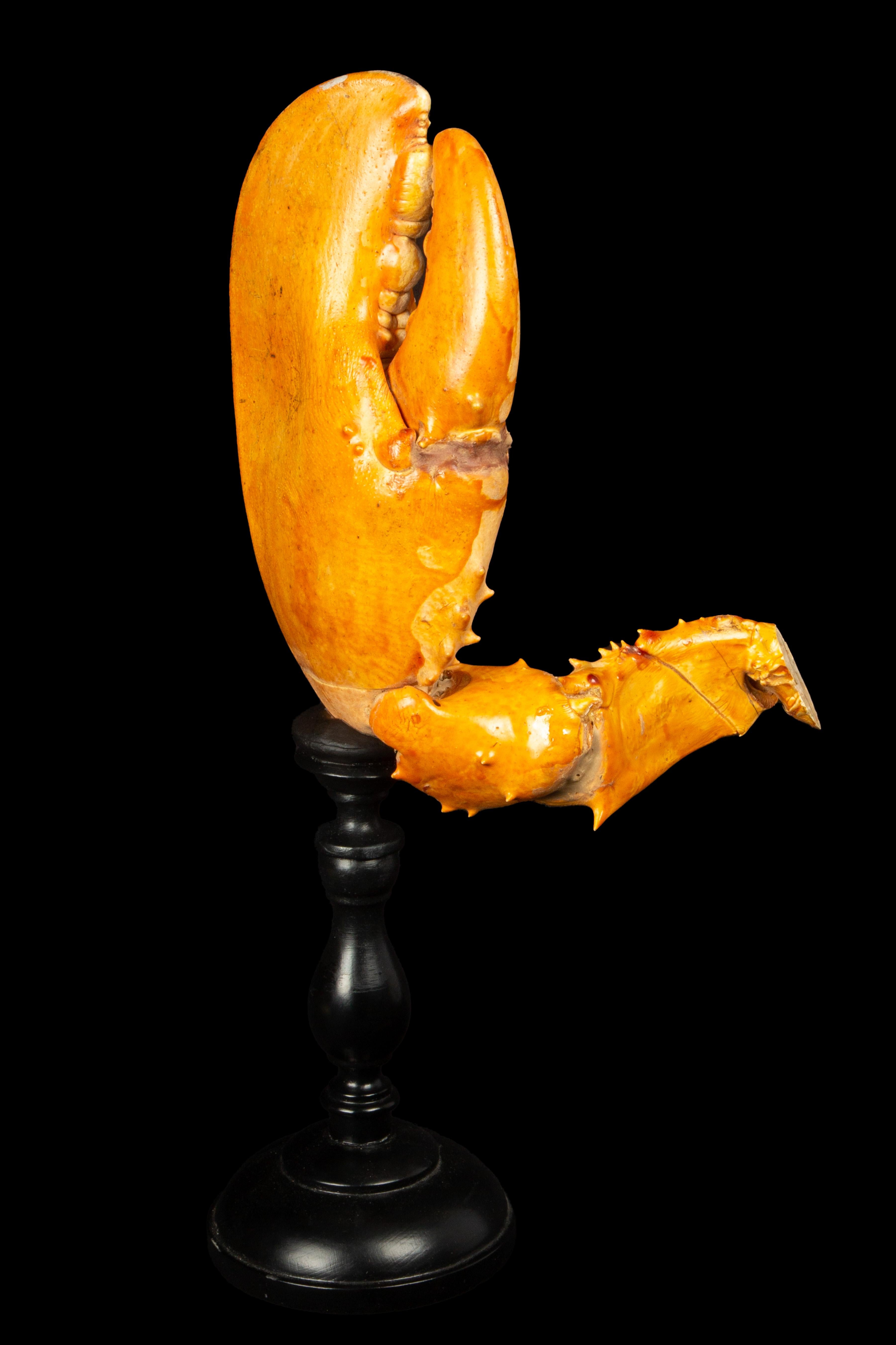 Napoleon III Large Lobster Claw Mounted on Turned Wood Base For Sale