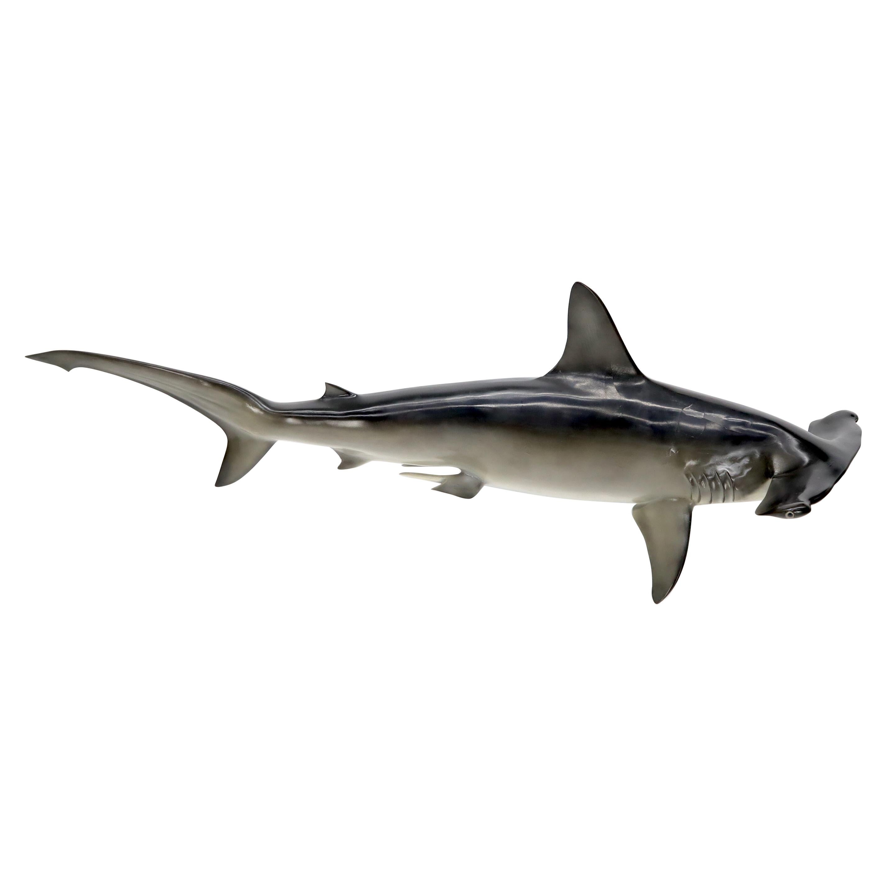 Large Long Wall Hanging Sculpture of Hammerhead Shark Fish with Real Jaw Teeth For Sale