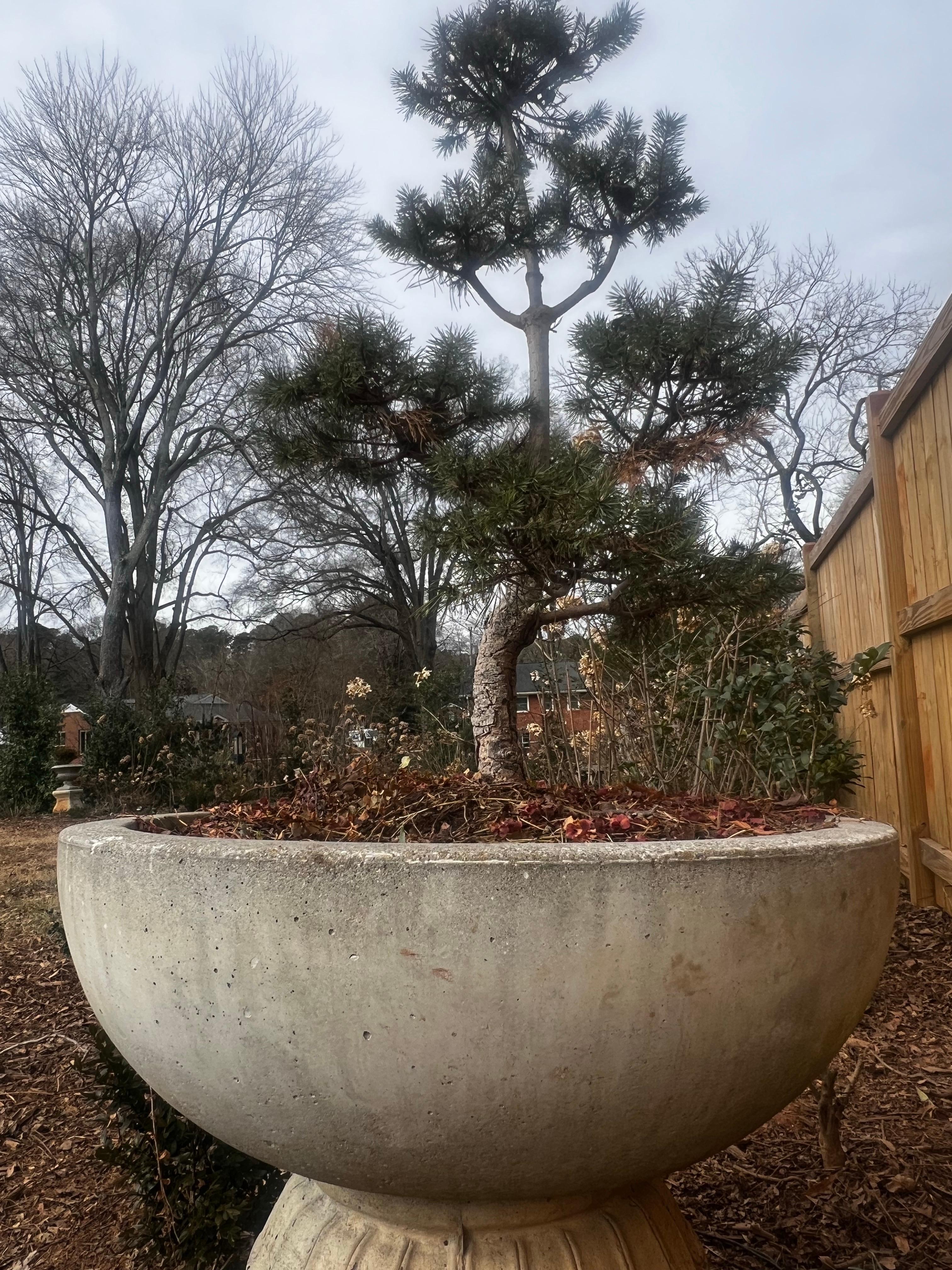 Large and HEAVY!  Selling individually.  Two available.  

These are low modern Japanese style planters.  Removed from a 1950's MCM/Frank Lloyd Wright style home and had been there decades!   Very heavy solid concrete.  

Overall good used condition