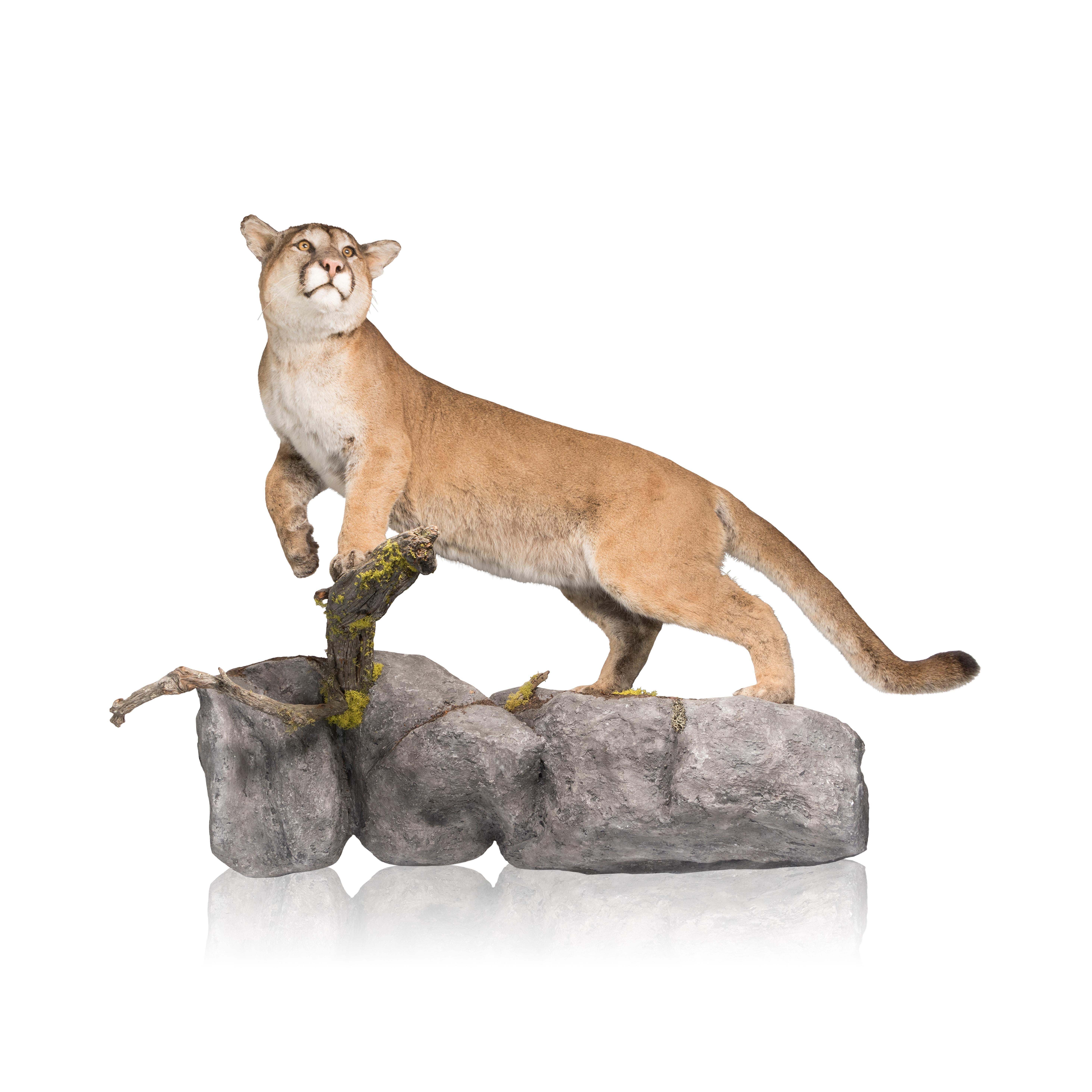 Large male cougar on faux rock and branch mount. In walking position. Harvested in British Columbia. 6’L x 4’H protrudes 27”

PERIOD: Contemporary
ORIGIN: British Columbia, Canada
SIZE: 6’L x 4’H protrudes 27”

Family Owned & Operated
Cisco’s
