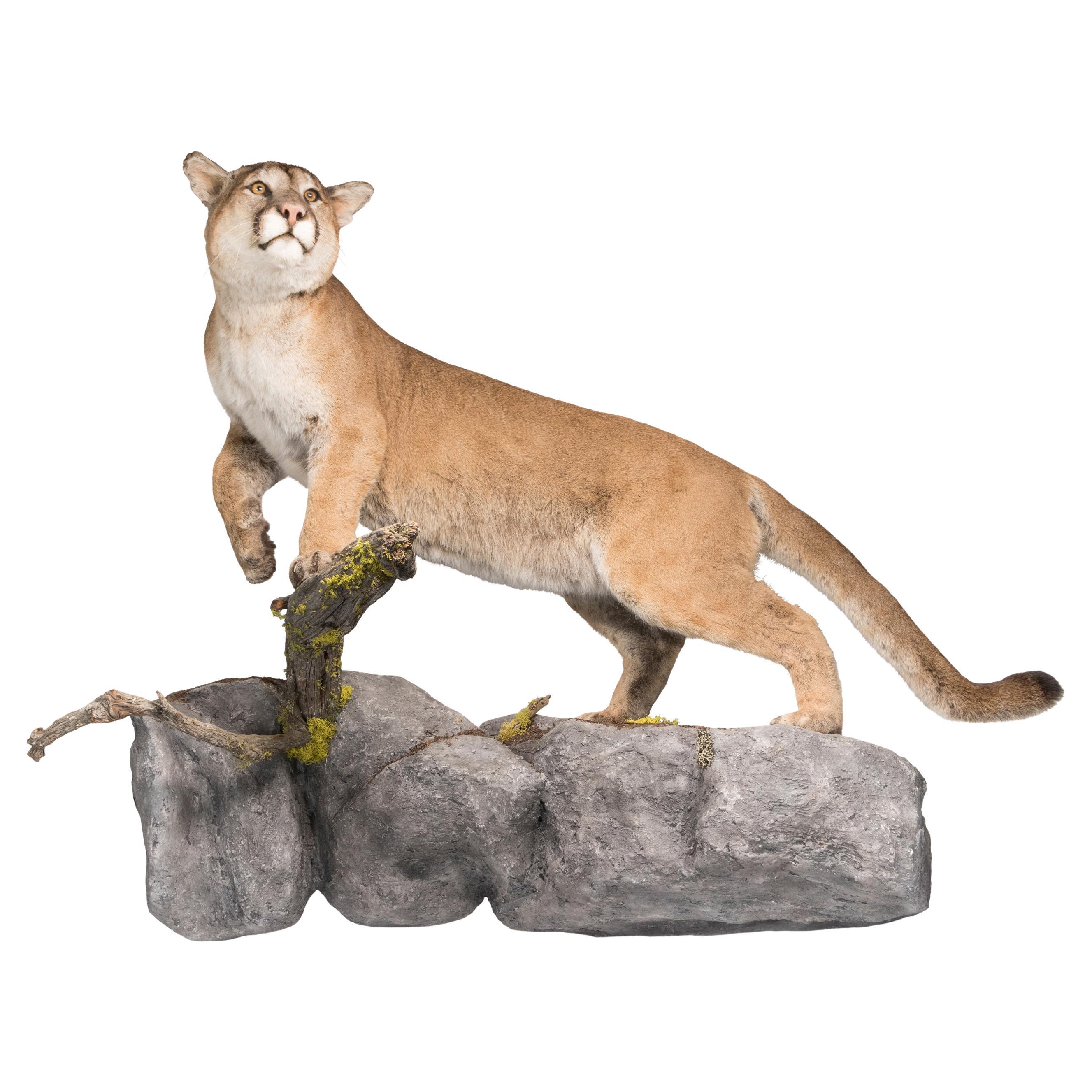 Große männliche Cougar- Taxidermie-Montierung