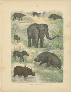 Large Mammals Print: Elephant, Rhino, Hippo & Tapir – Antique 1867