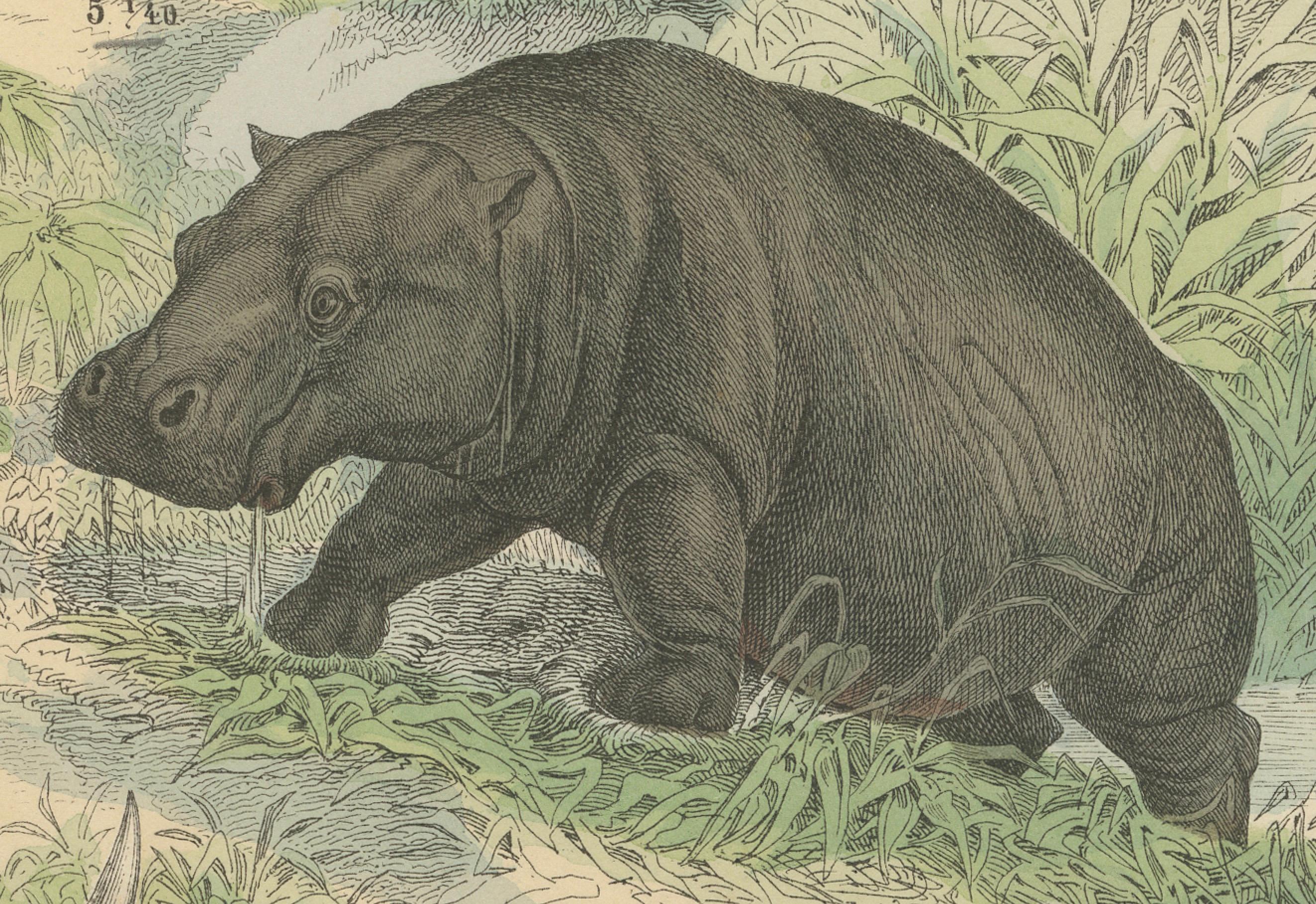 Große Säugetiere drucken: Elefant, Nashorn, Nilpferd & Tapir - Antik 1867 (Deutsch) im Angebot