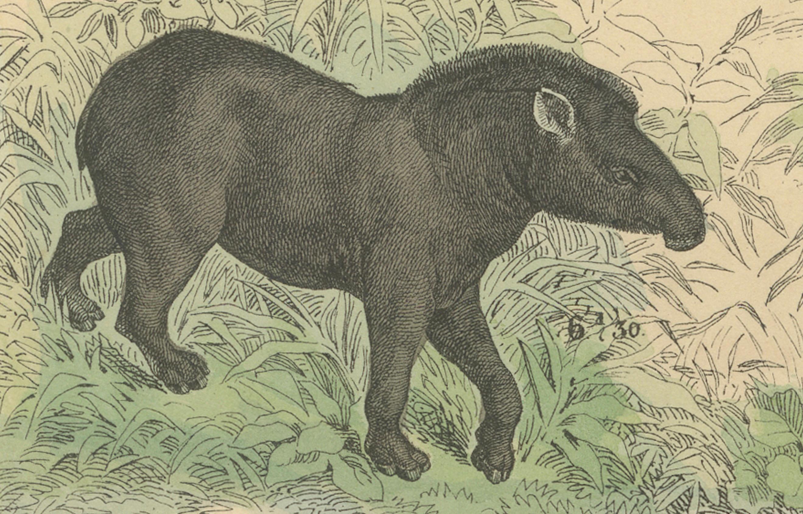Große Säugetiere drucken: Elefant, Nashorn, Nilpferd & Tapir - Antik 1867 (Mittleres 19. Jahrhundert) im Angebot