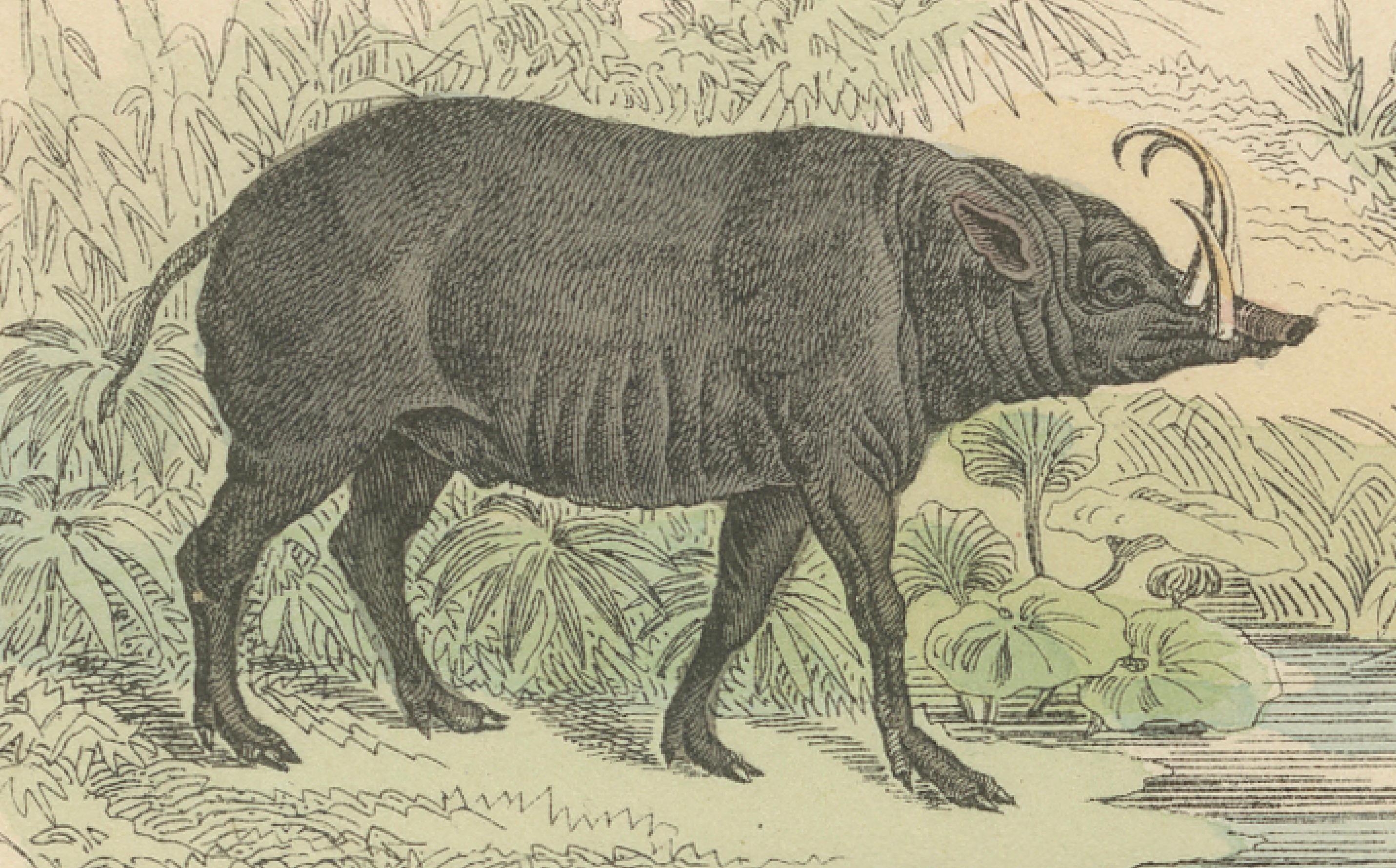 Große Säugetiere drucken: Elefant, Nashorn, Nilpferd & Tapir - Antik 1867 im Angebot 1