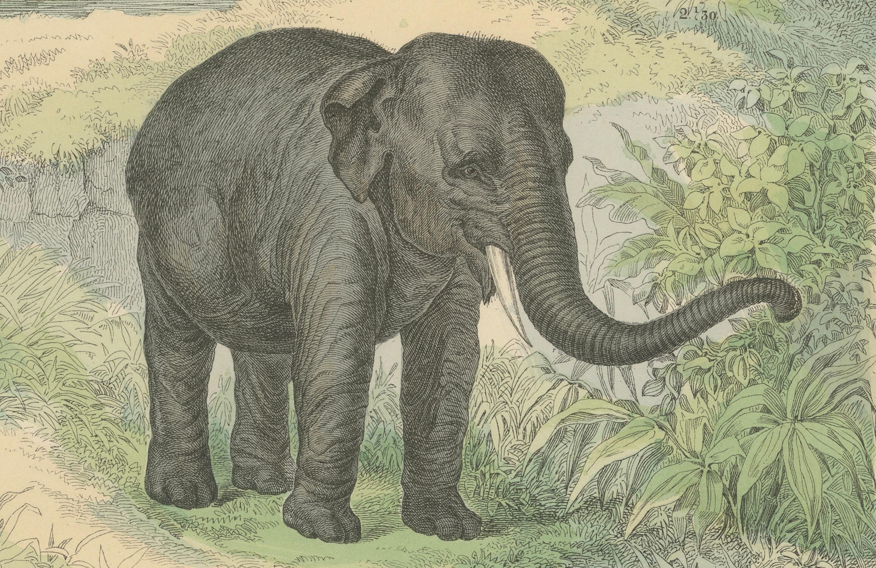 Große Säugetiere drucken: Elefant, Nashorn, Nilpferd & Tapir - Antik 1867 im Angebot 3