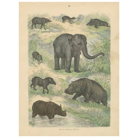 Large Mammals Print: Elephant, Rhino, Hippo & Tapir – Antique 1867