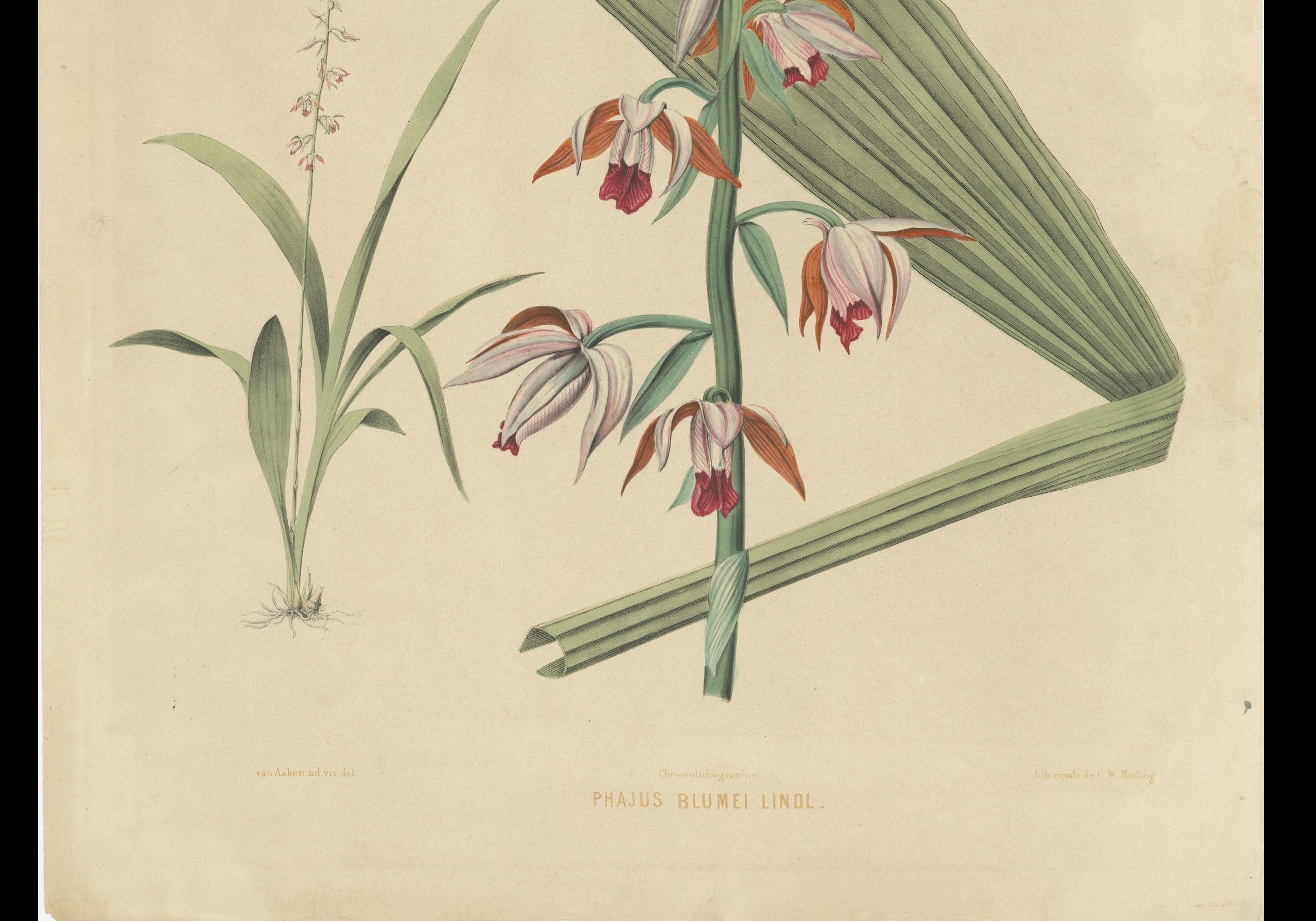 Mid-19th Century Large Masterpiece of Botanical Illustration from the Dutch East Indies, 1854 For Sale