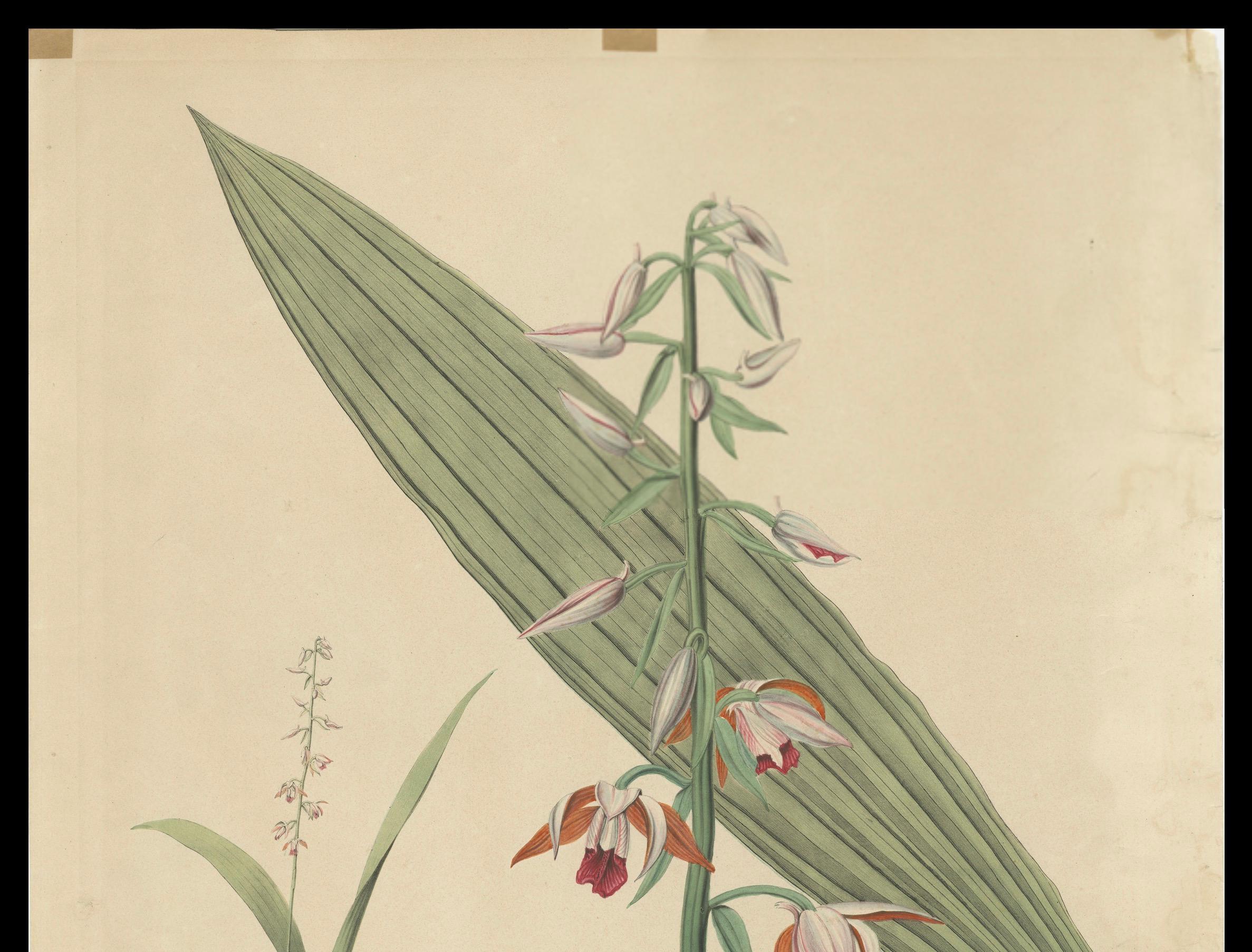 Paper Large Masterpiece of Botanical Illustration from the Dutch East Indies, 1854 For Sale
