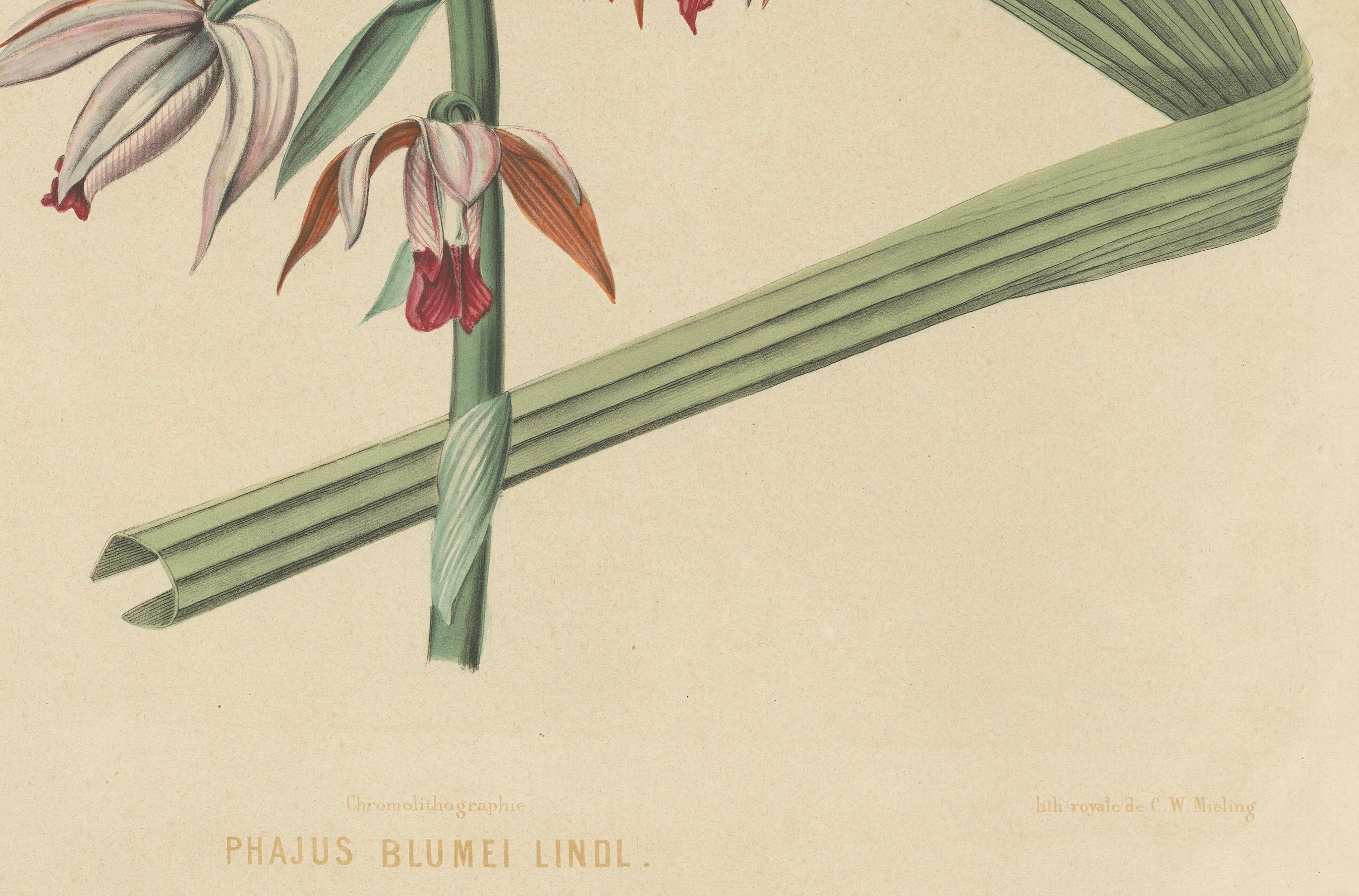 Large Masterpiece of Botanical Illustration from the Dutch East Indies, 1854 For Sale 1