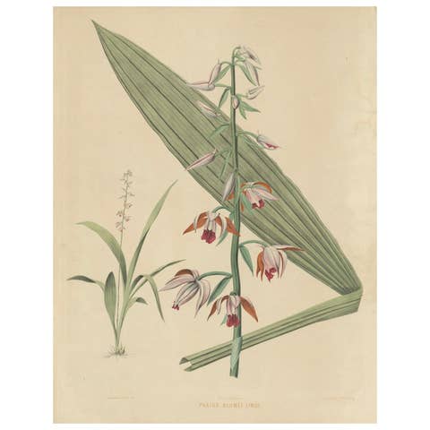 Large Masterpiece of Botanical Illustration from the Dutch East Indies, 1854