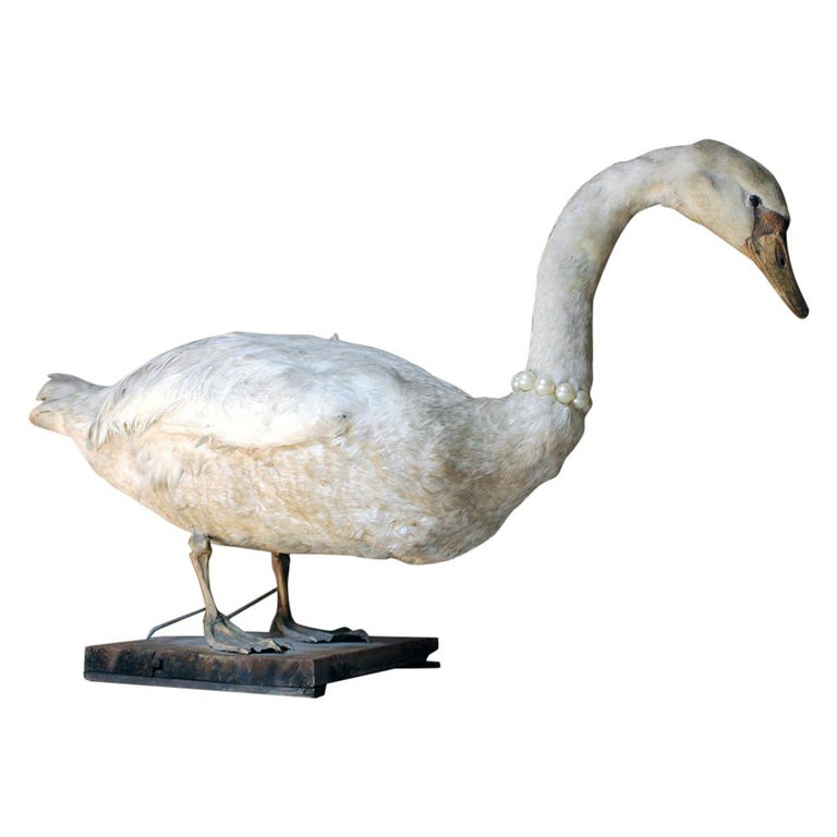 Taxidermy mature English mute swan, ca. 1900, offered by Doe & Hope