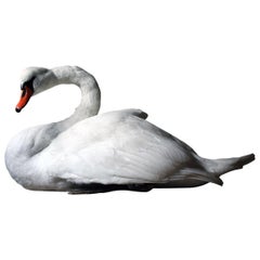 Large Mature 20th Century Taxidermy Mute Swan