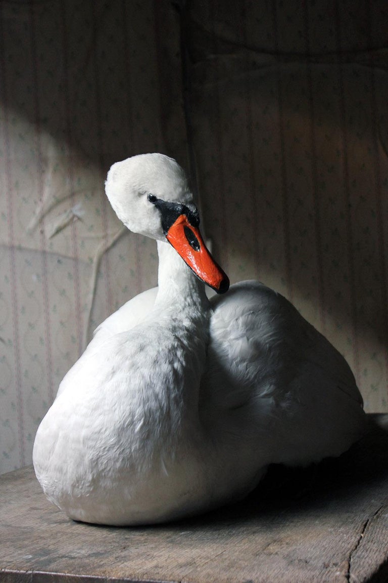 Large Mature 20th Century Taxidermy Mute Swan at 1stDibs