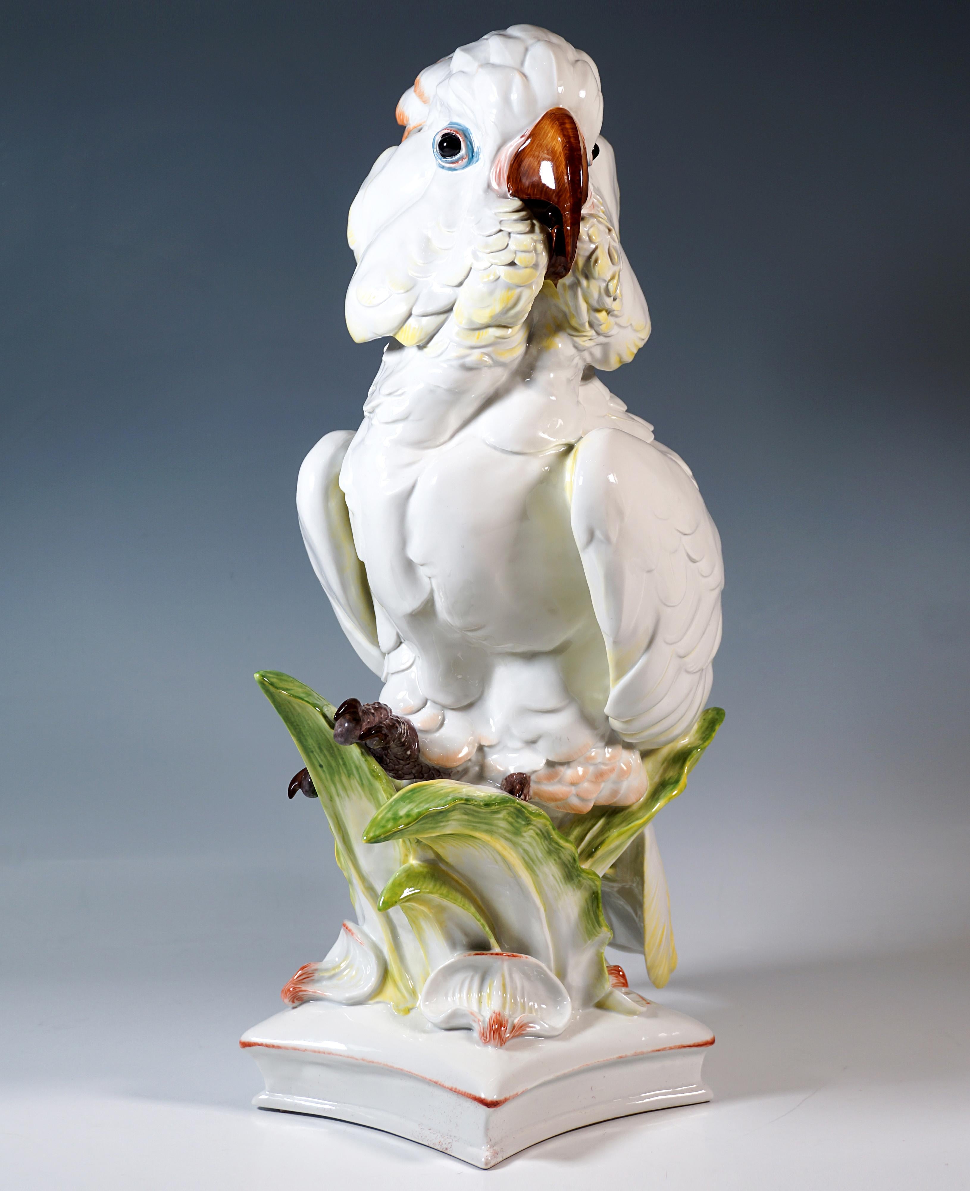 Rappresentazione estremamente decorativa di un cacatua delle Molucche a grandezza naturale appollaiato con attenzione su un fogliame in rilievo.
Dipinto con accenti di colore vivaci, su una base a stella a cinque punte con scanalature sui