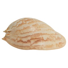 Large Melo Amphora Sea Shell