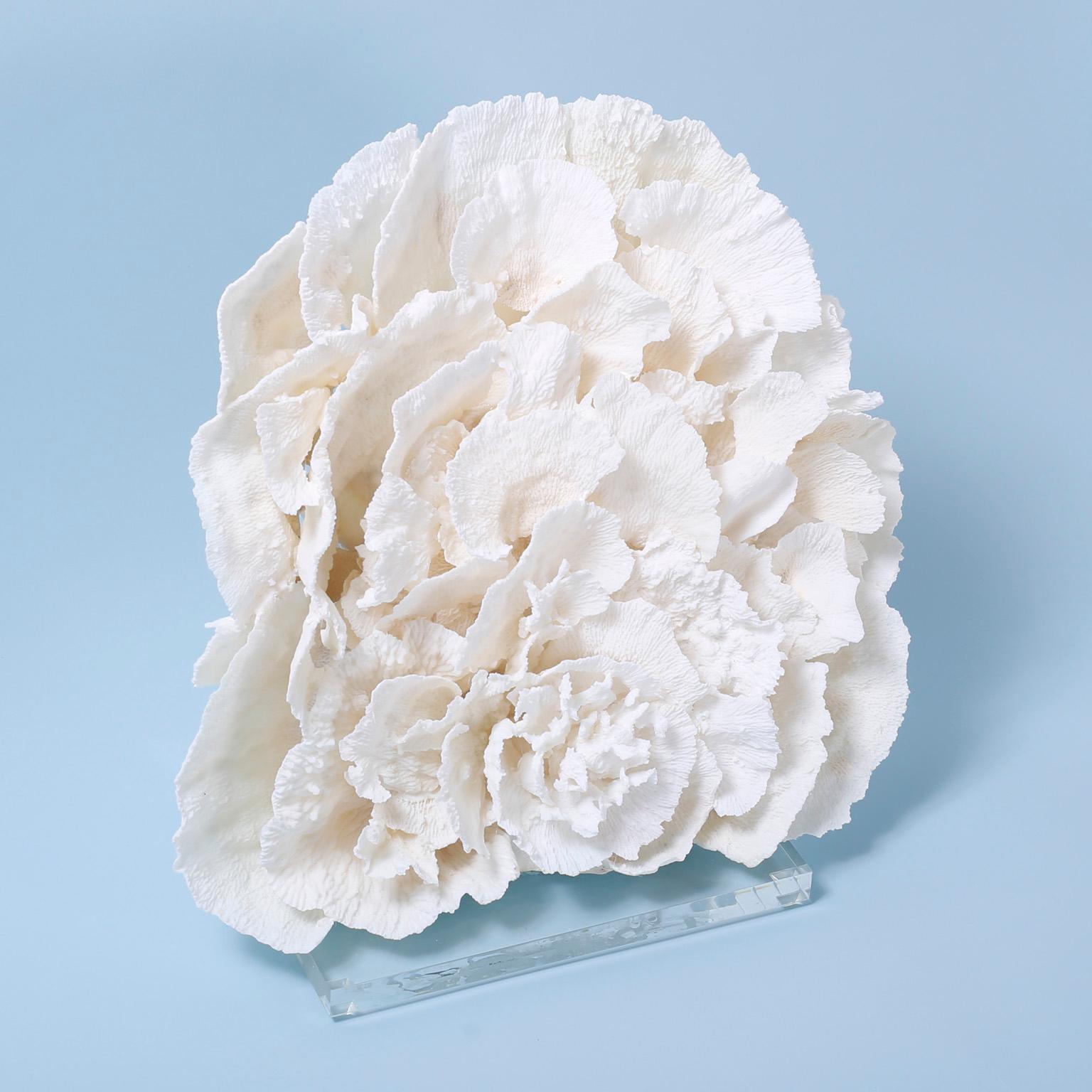 Impressive large white or merulina coral sculpture or assemblage designed and crafted by F. S. Henemader with its striking bleached white color, sea inspired form and cloud like texture. Presented on a Lucite base.

Coral being exported outside of