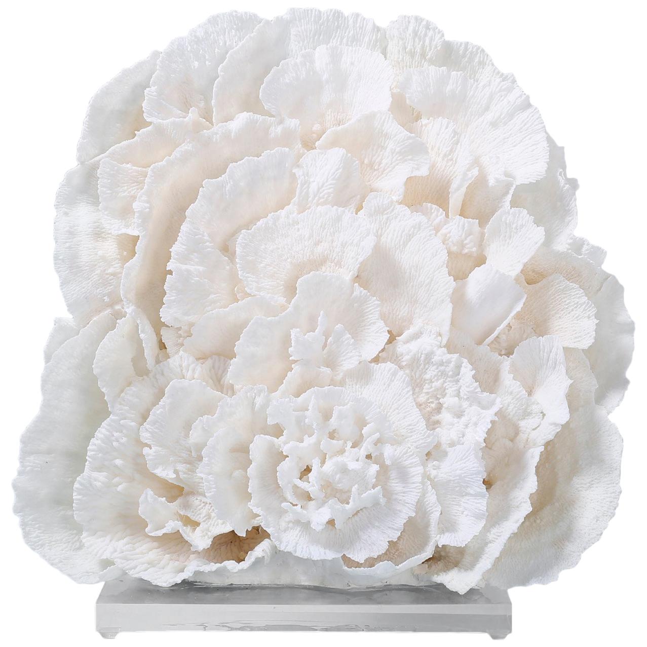 Large Merulina Coral Sculpture on Lucite