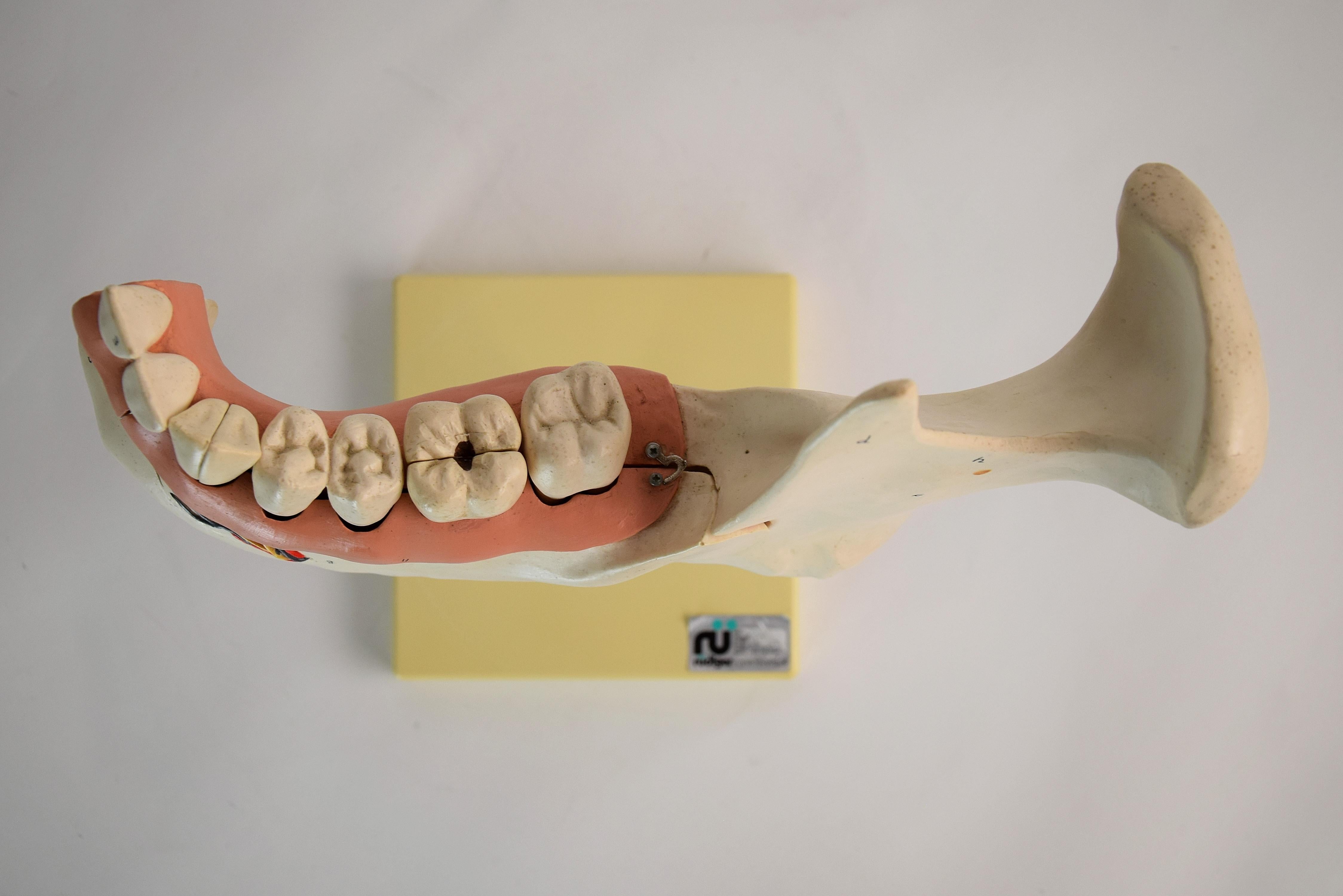 Large Mid-Century Modern Didactic Resin Anatomical Model Jaw For Sale 8
